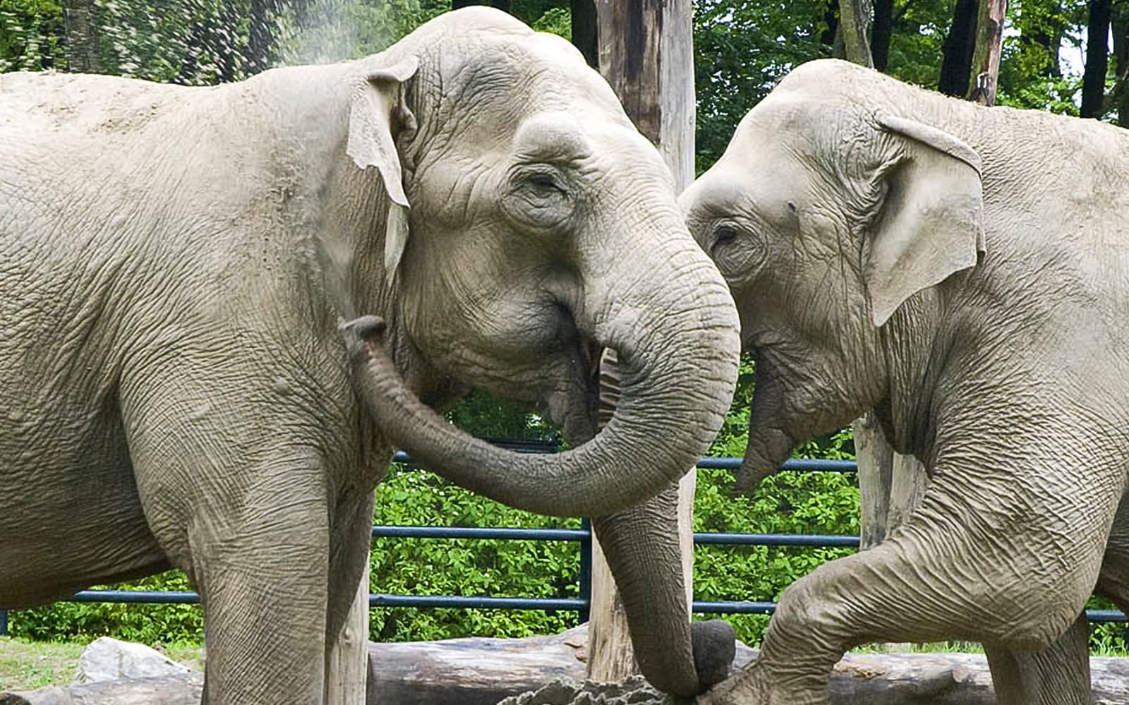 Entry Tickets to Krakow Zoo in Krakow - Attractions | TickYourList