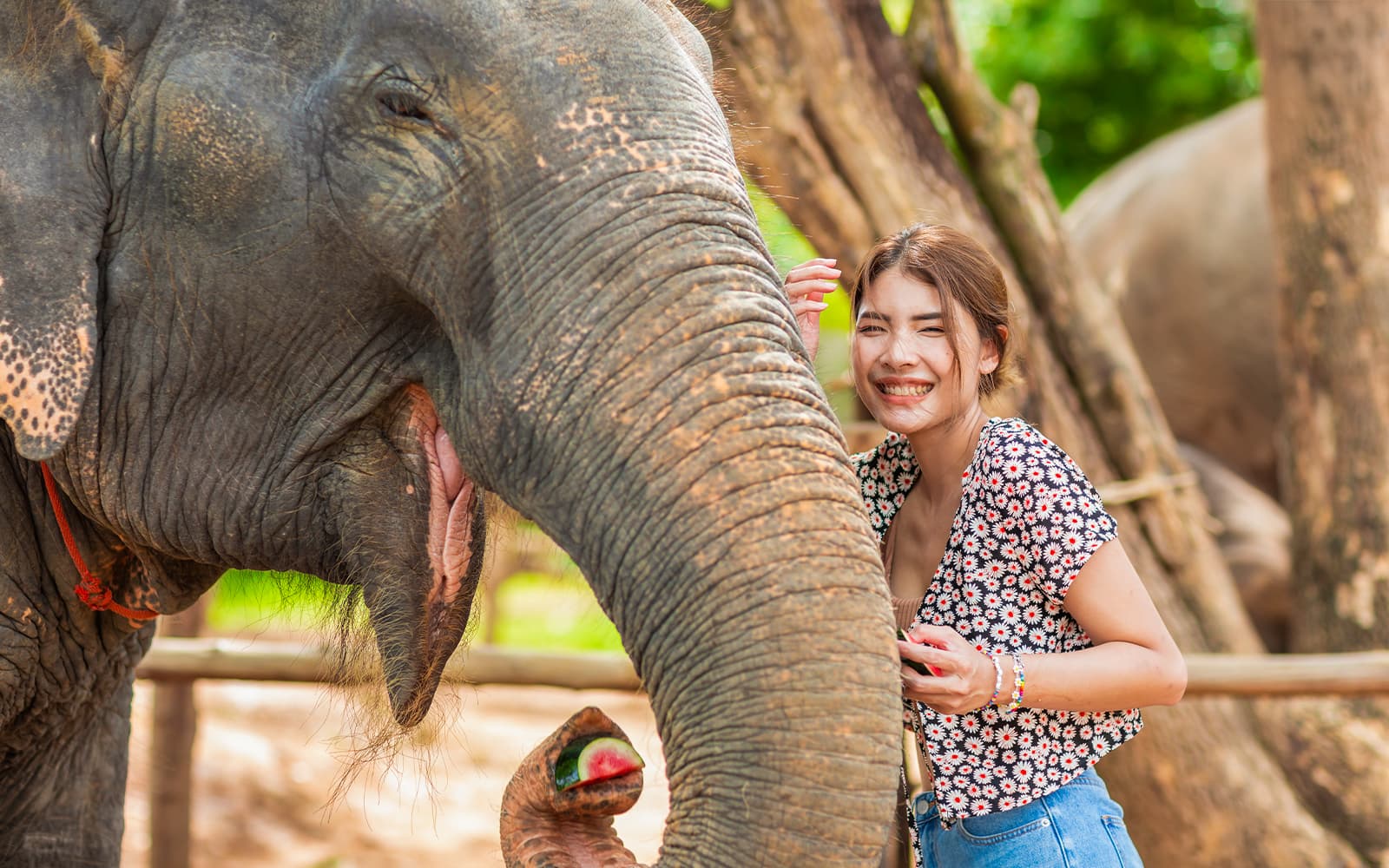 Half Day Tour with Elephant Feed and Mud Spa with Hotel Transfers experience tickets in Phuket | TickYourList