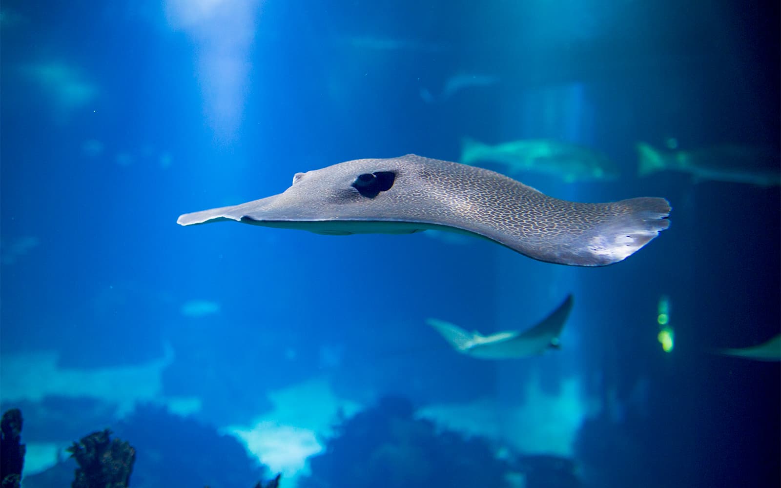 Combo (Save 12%): Lisbon Card + Oceanário de Lisboa Tickets in Lisbon - Activities | TickYourList
