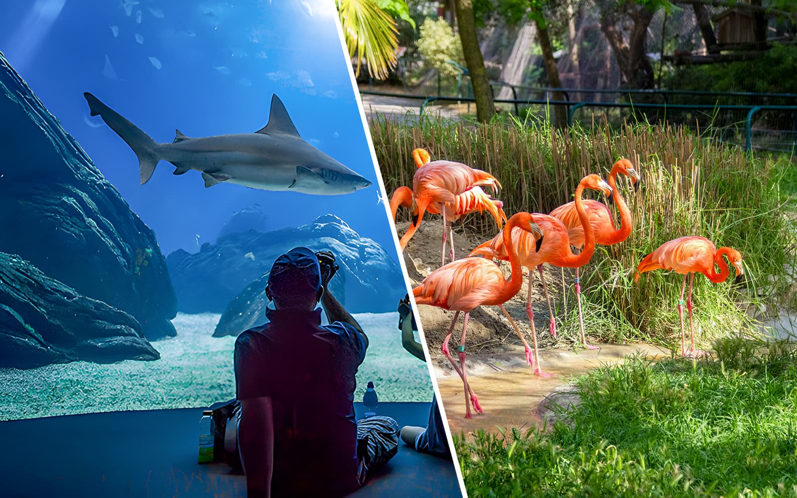 Combo (Save 14%): Lisbon Zoo + Oceanário de Lisboa