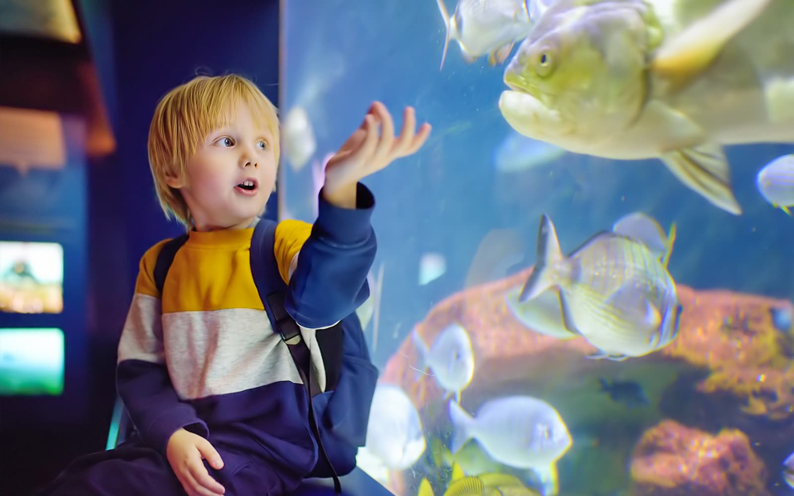 Combo (Save 16%): Oceanário de Lisboa + St. George’s Castle Tickets in Lisbon - Attractions | TickYourList