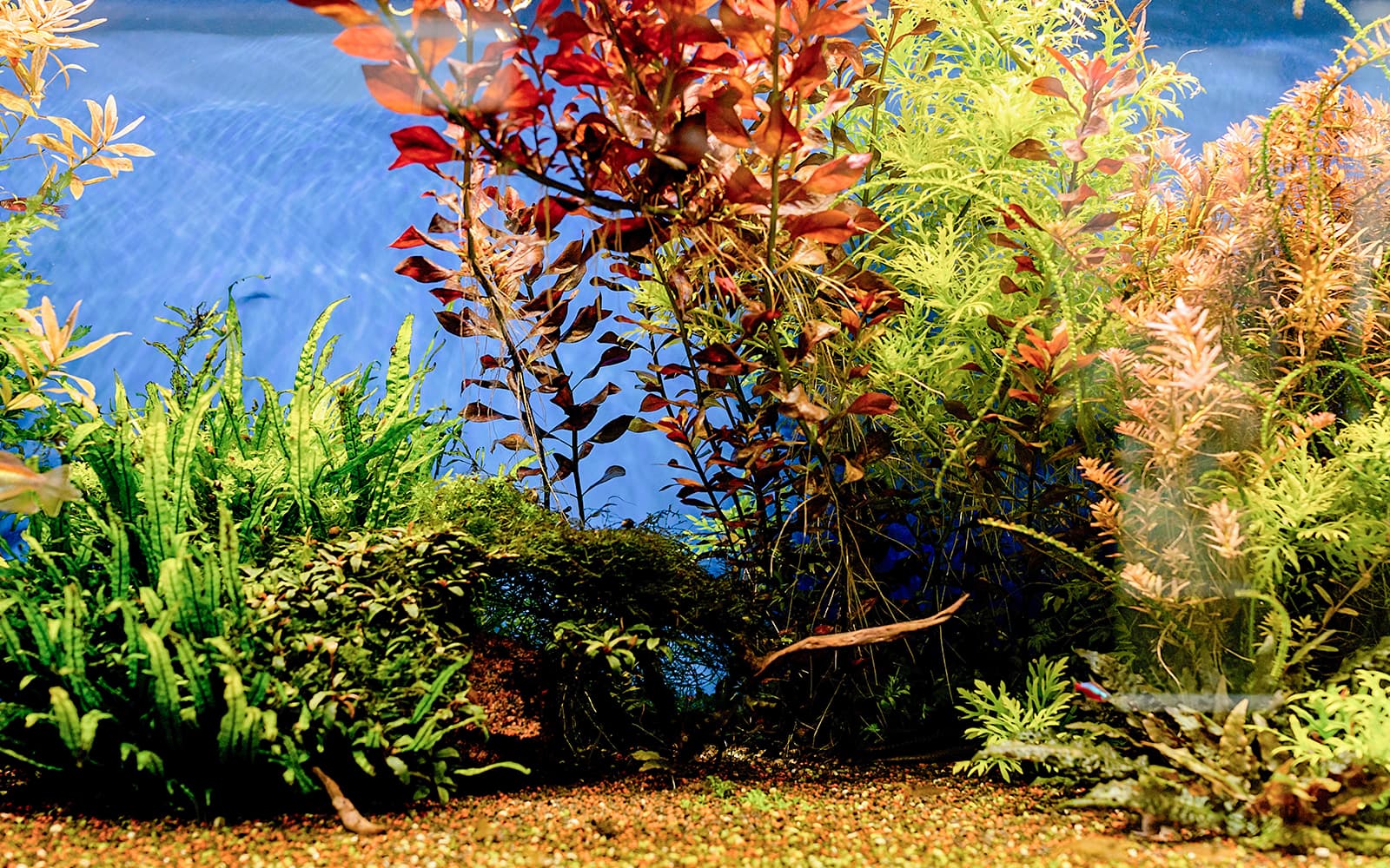 Combo (Save 16%): Oceanário de Lisboa + St. George’s Castle Tickets in Lisbon - Activities | TickYourList