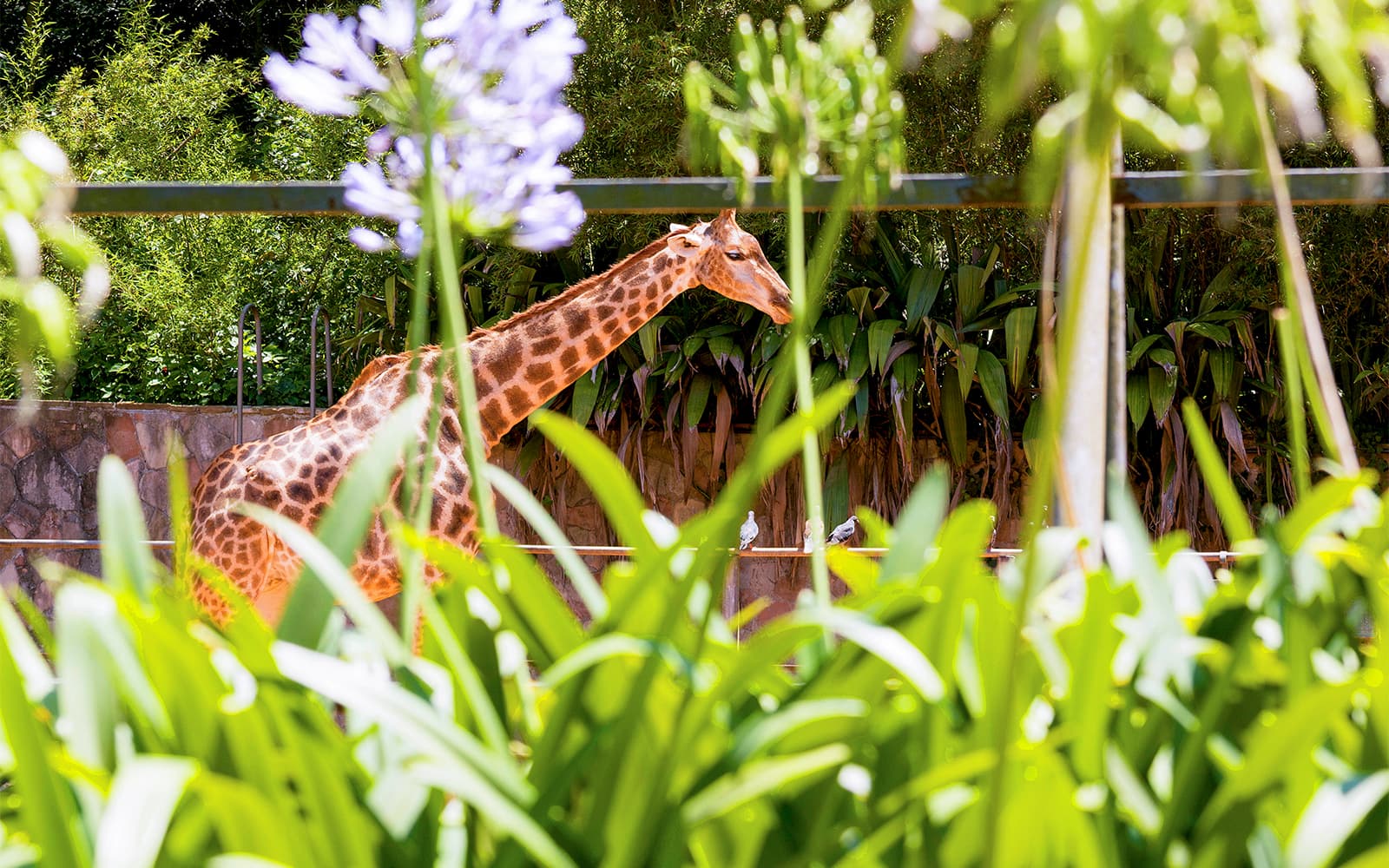 Tickets to Jardim Zoologico in Lisbon - Activities | TickYourList