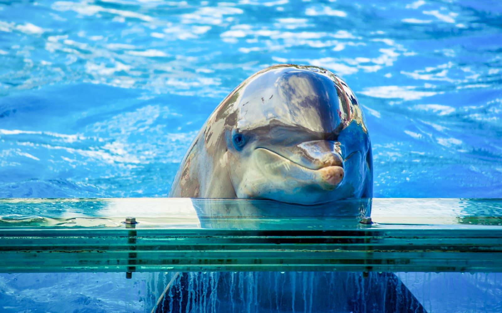 Tickets to Jardim Zoologico in Lisbon - Highlights | TickYourList