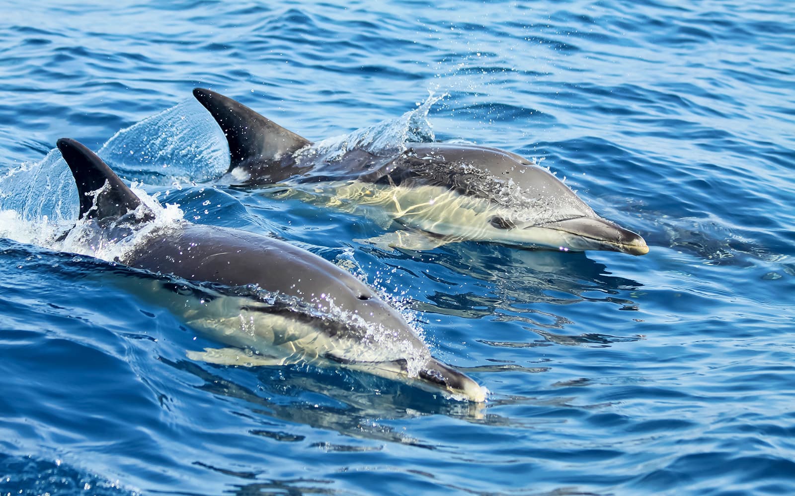 Guided Boat Tour with Dolphin Watching