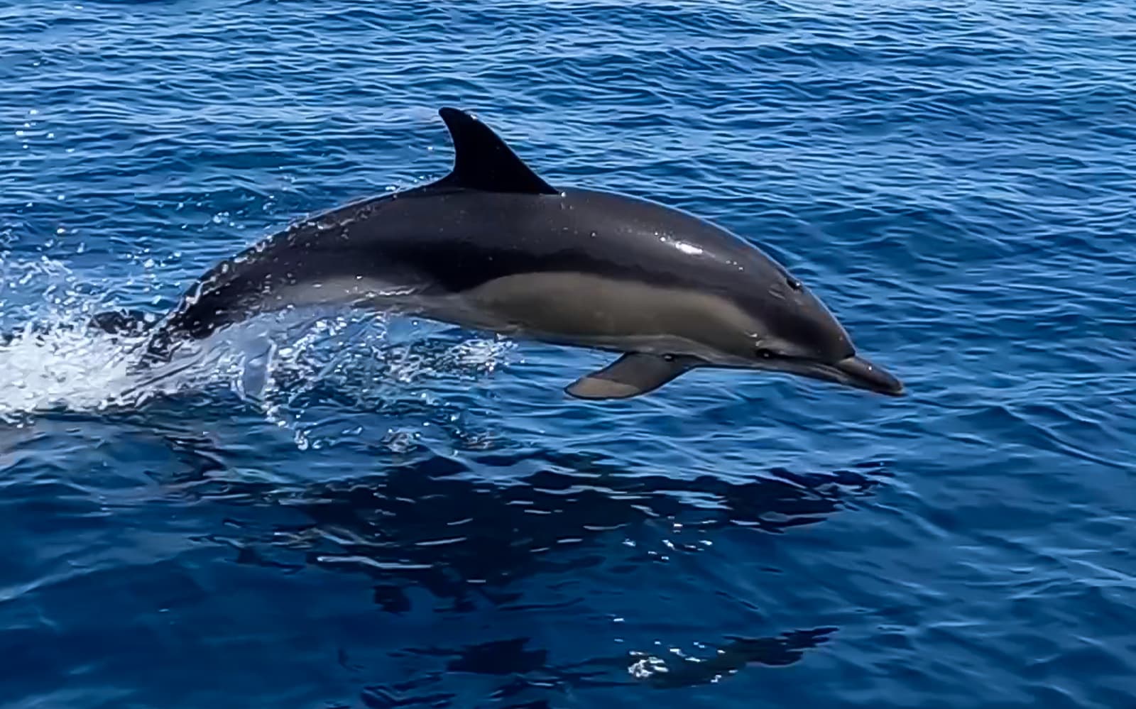 Guided Boat Tour with Dolphin Watching tickets in Lisbon - Activities | TickYourList