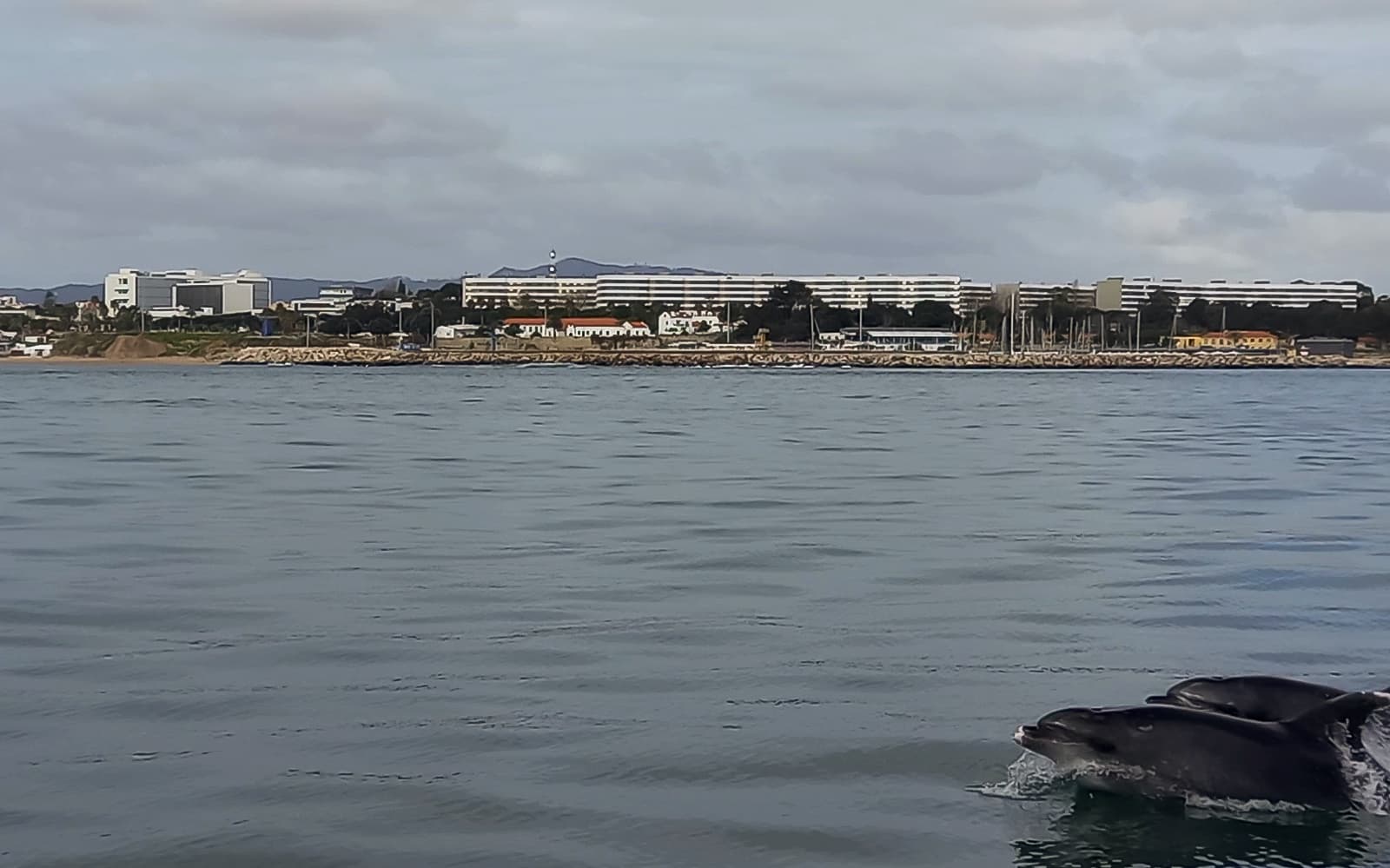 Guided Boat Tour with Dolphin Watching tickets in Lisbon - Highlights | TickYourList