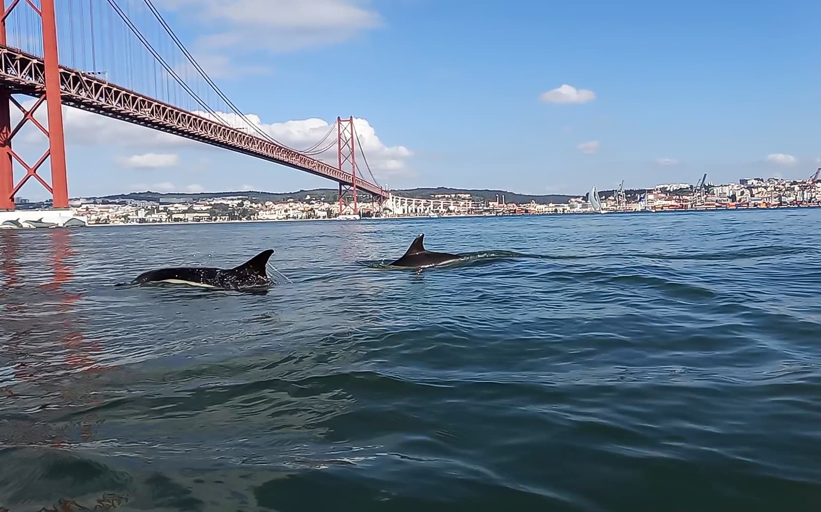 Guided Boat Tour with Dolphin Watching tickets in Lisbon - Features | TickYourList