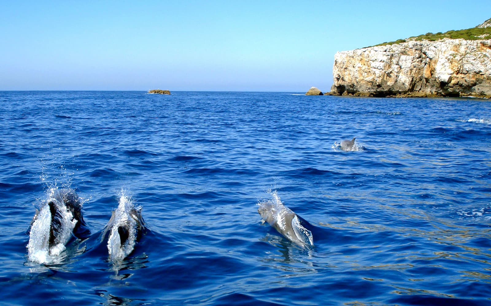 Dolphin Watch - Guided Tour