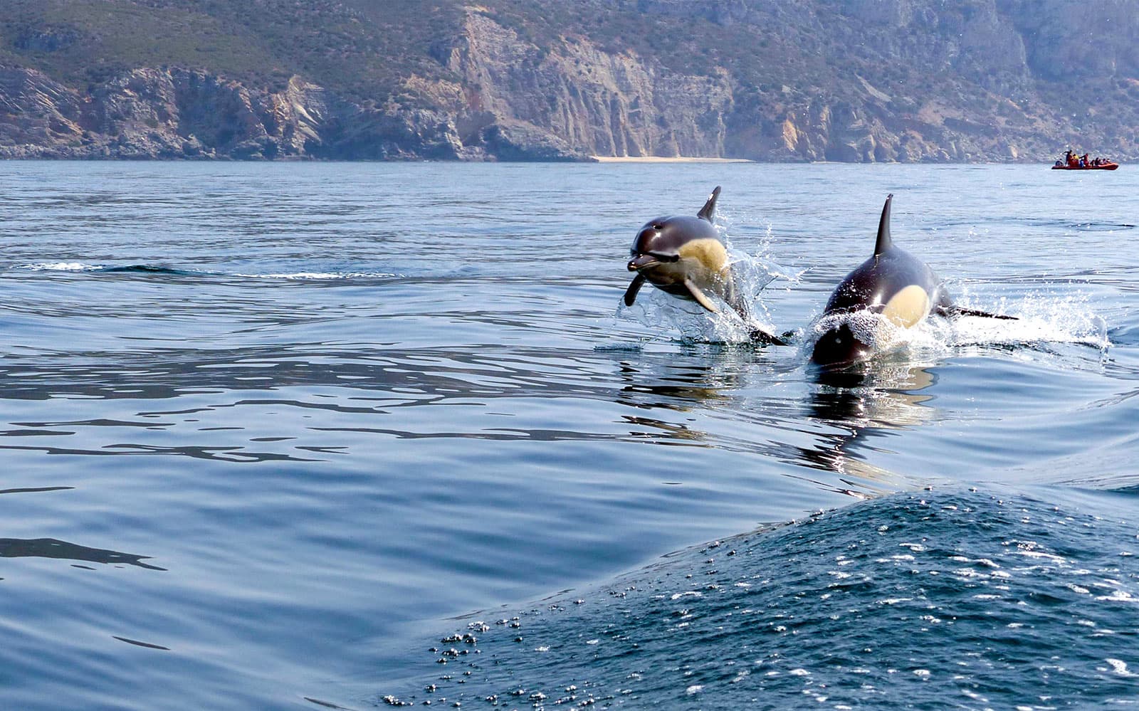 Dolphin Watch - Guided Tour tickets in Lisbon - Activities | TickYourList