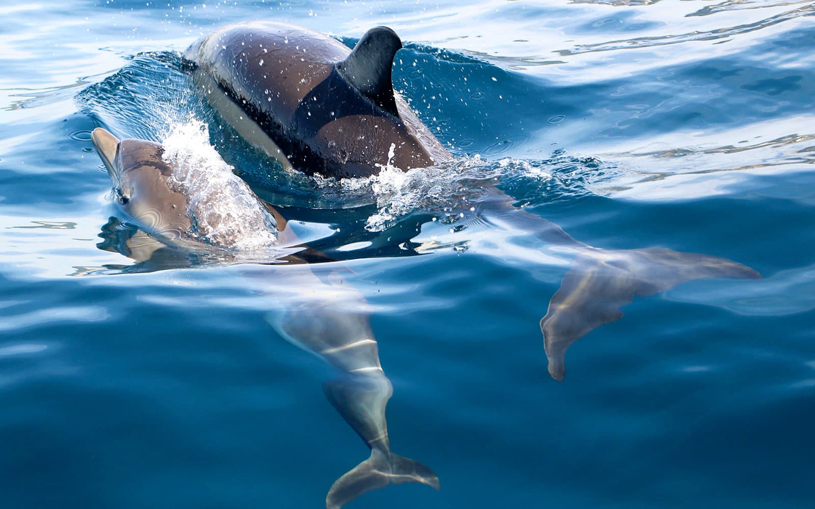 Dolphin Watch - Guided Tour tickets in Lisbon - Highlights | TickYourList