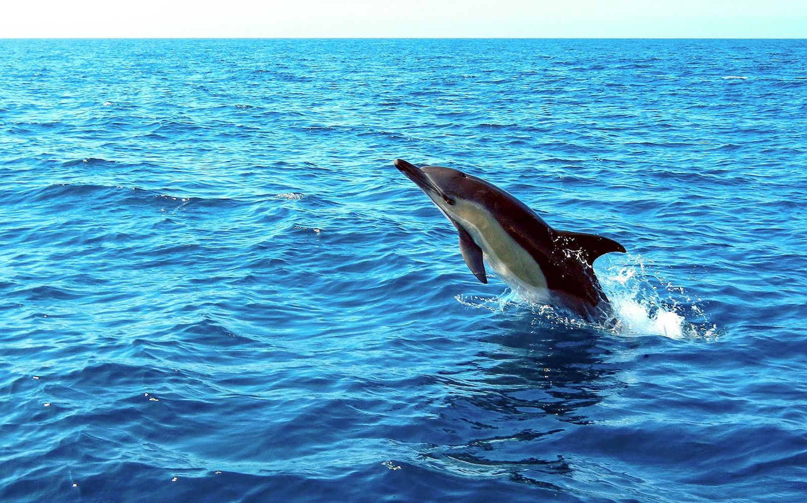 Dolphin Watch - Guided Tour tickets in Lisbon - Full Experience | TickYourList