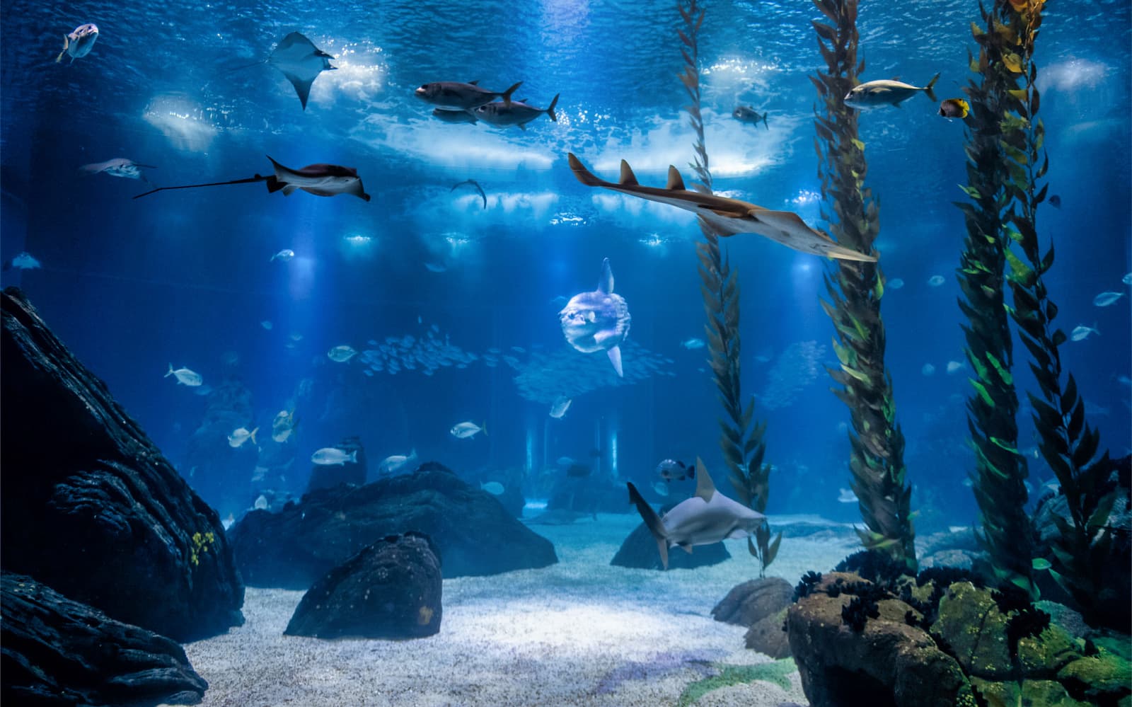 Combo (Save 20%): Lisboa's Oceanário + National Palace of Pena & Park Tickets in Lisbon - Activities | TickYourList