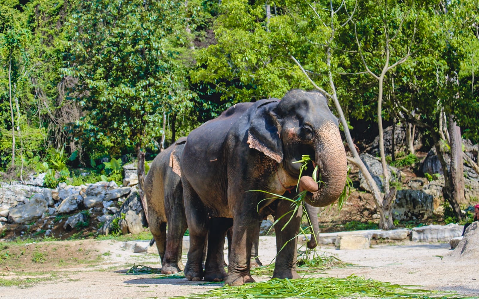 f7f0269b65ae2bb5780254d66a4f049b-23663-krabi-half-day-guided-tour-of-ao-nang-elephant-sanctuary-with-round-trip-hotel-transfers-03.jpg