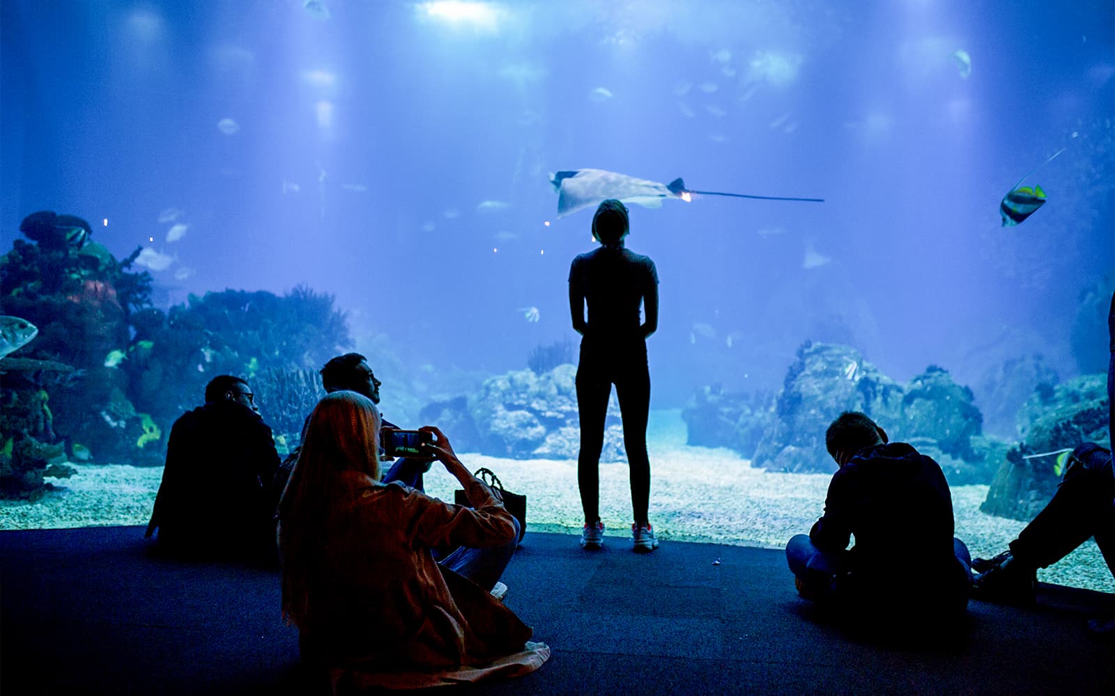 Combo: Oceanário de Lisboa + Telecabine Cable Car Tickets in Lisbon - Activities | TickYourList