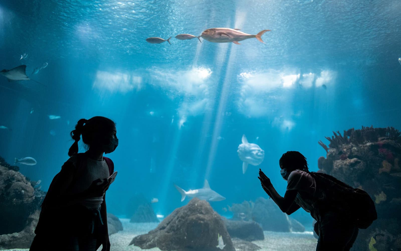 Lisbon Walking Tours + Entry Ticket to Lisbon Oceanarium