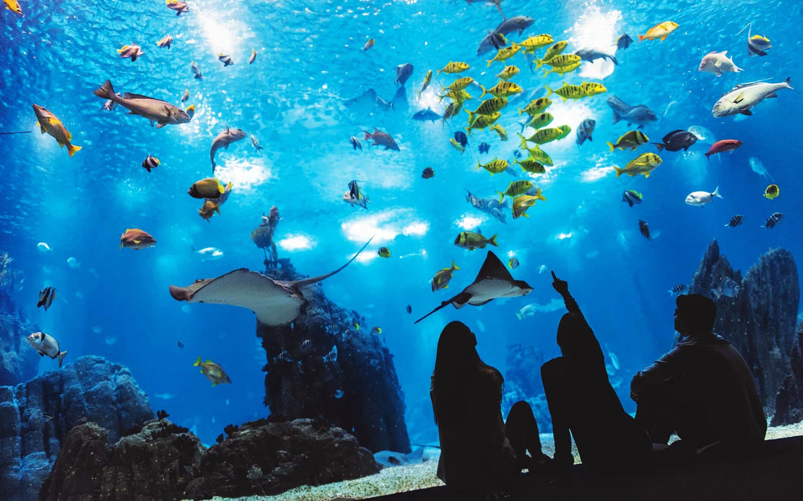 Lisbon Walking Tours + Entry Ticket to Lisbon Oceanarium in Lisbon - Activities | TickYourList