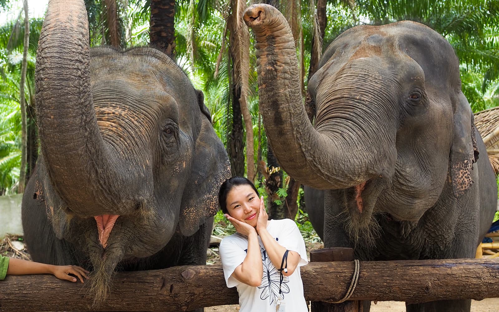 Krabi Elephant Shelter Experience with Hotel Transfers tickets in Krabi | TickYourList