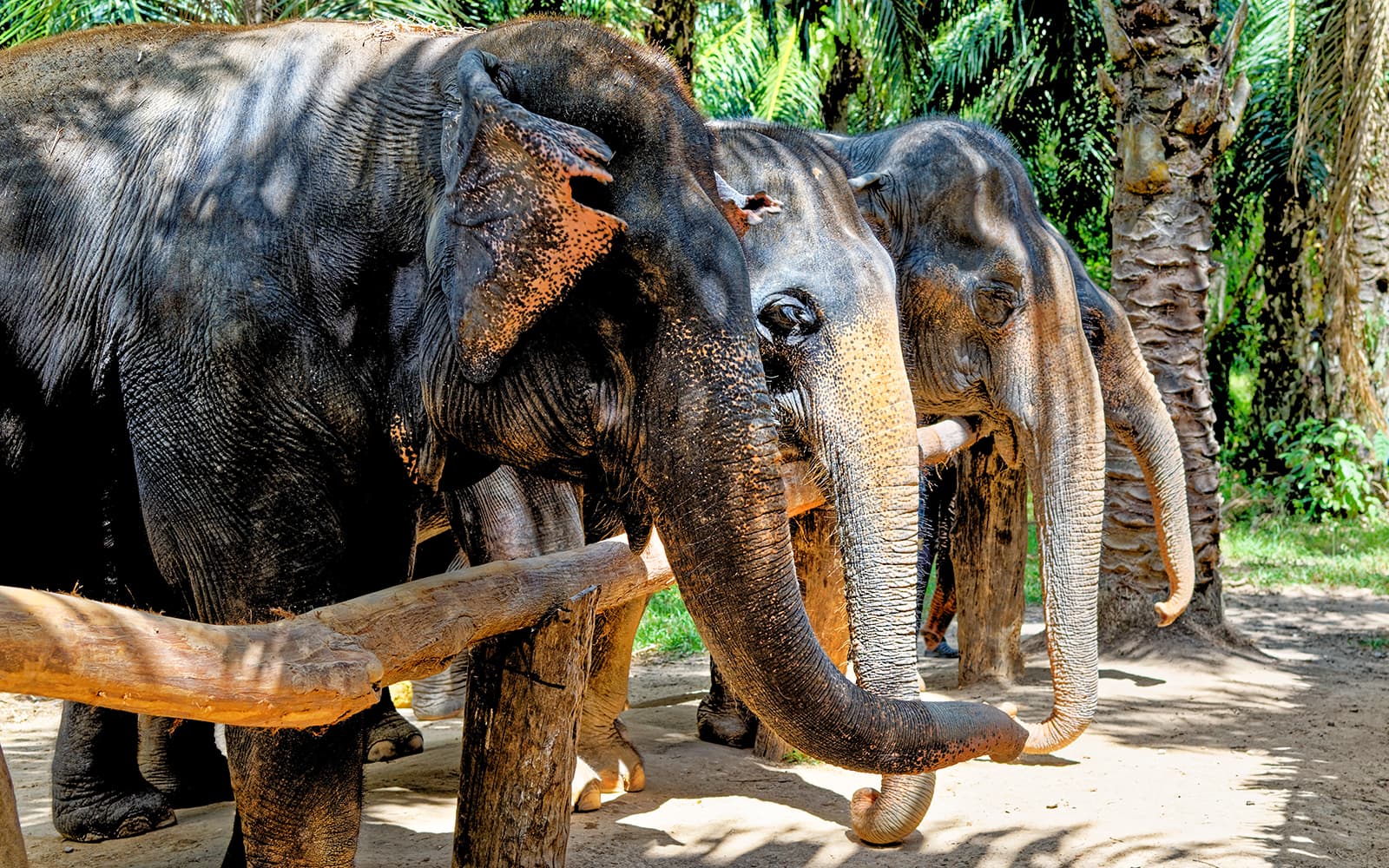 Krabi Elephant Shelter Experience with Hotel Transfers tickets in Krabi - Attractions | TickYourList