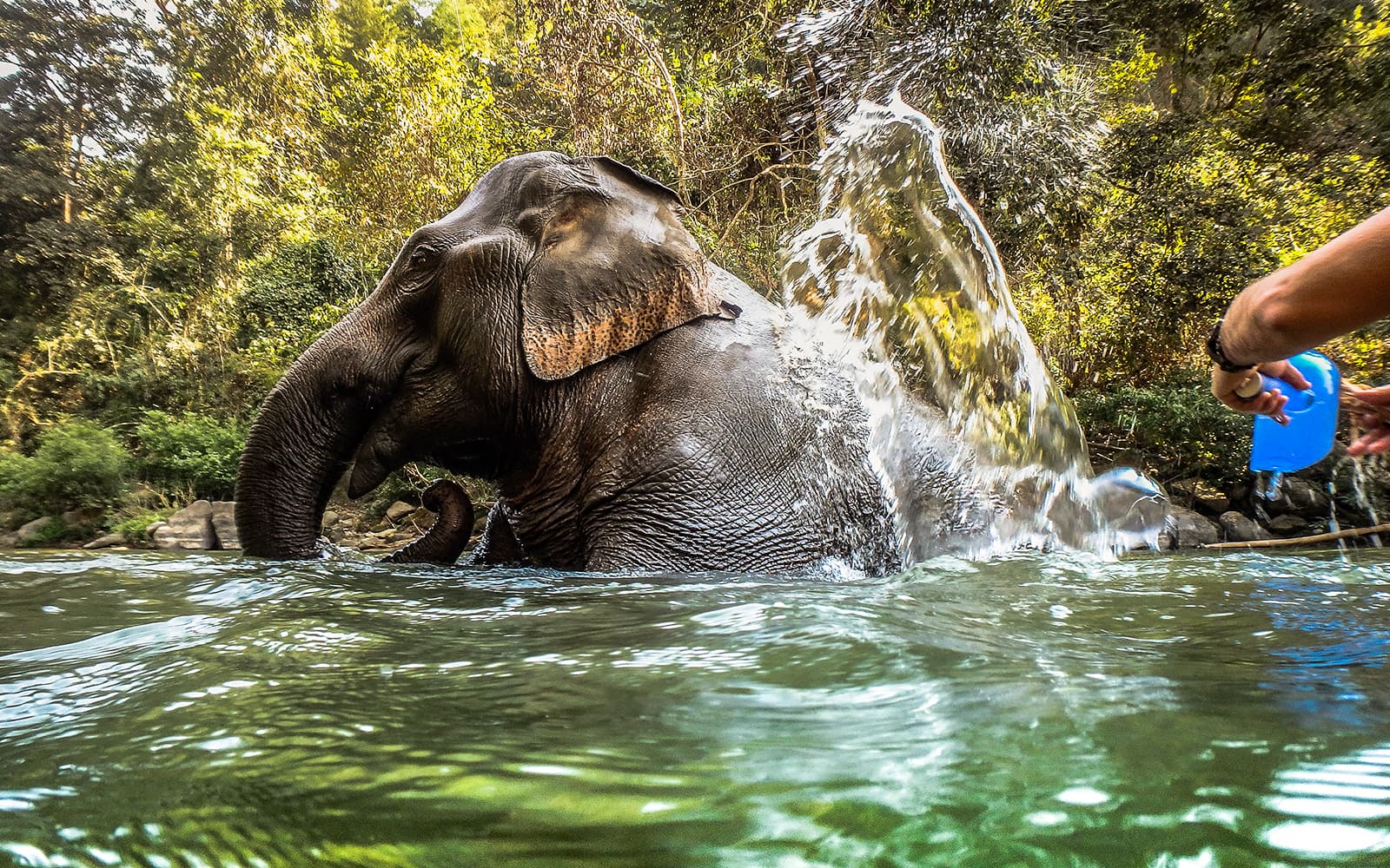 Krabi Elephant Shelter Experience with Hotel Transfers tickets in Krabi - Features | TickYourList