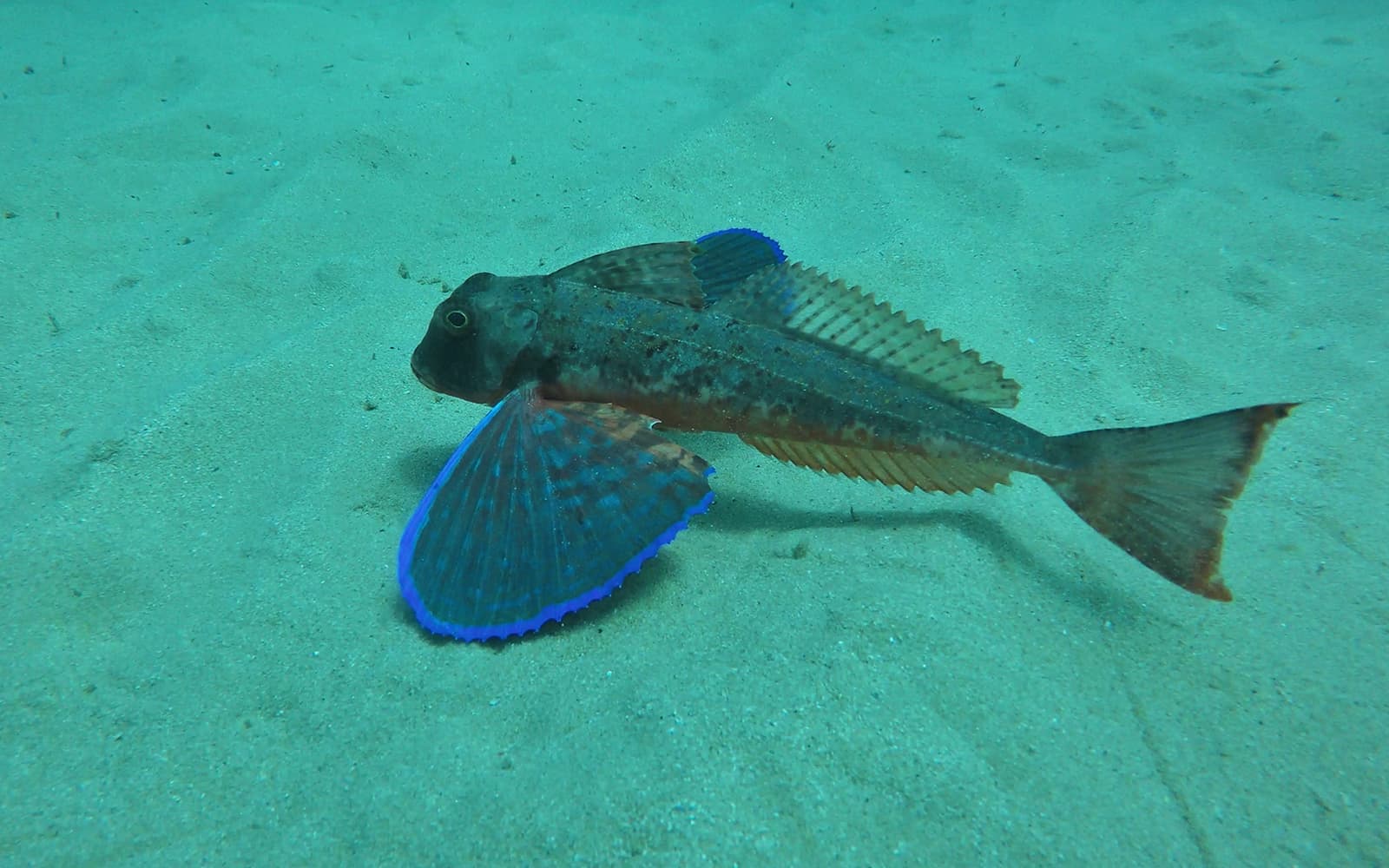 Snorkeling in Arrábida Natural Park with Optional Transfers tickets in Lisbon - Highlights | TickYourList