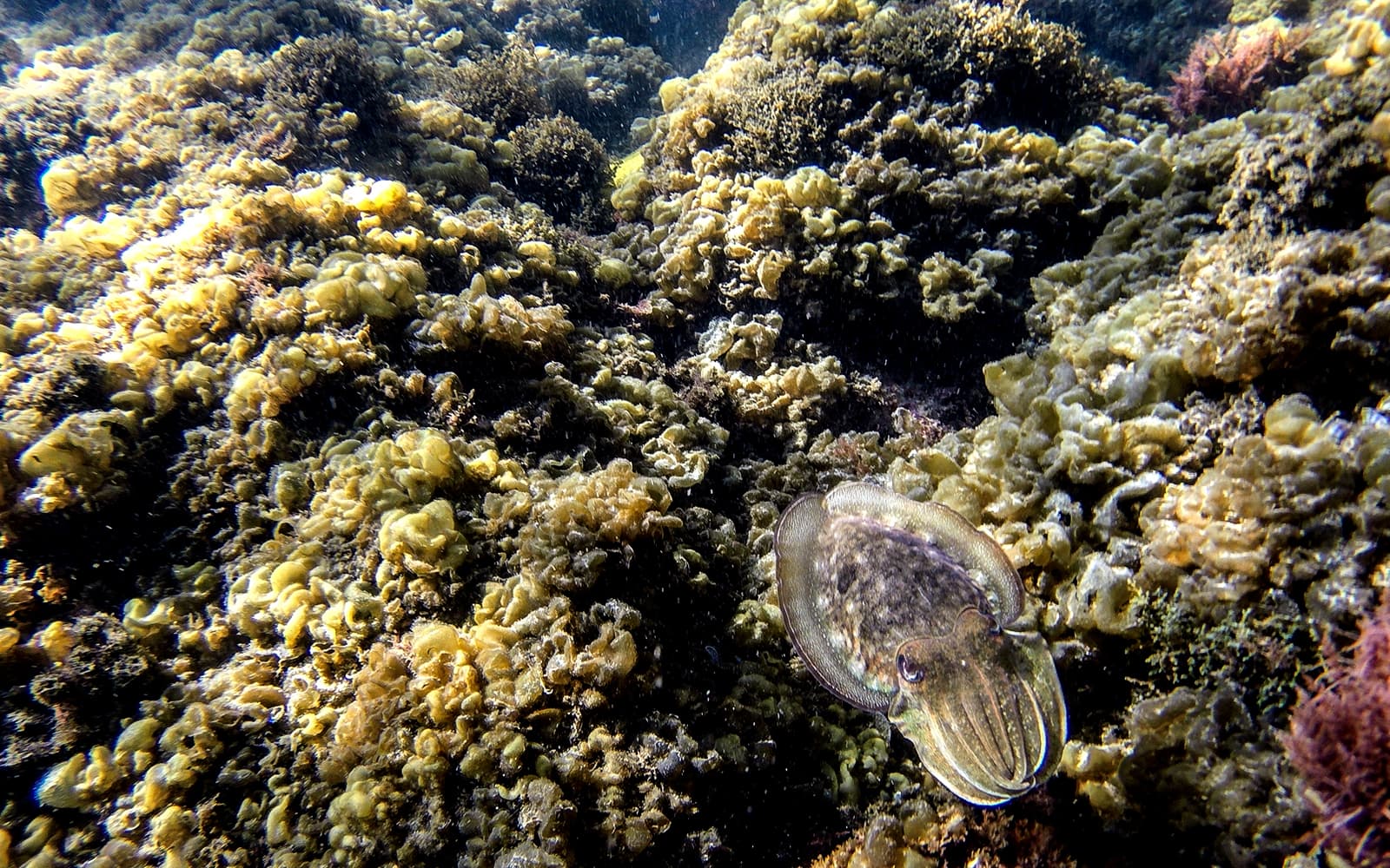 Snorkeling in Arrábida Natural Park with Optional Transfers tickets in Lisbon - Features | TickYourList