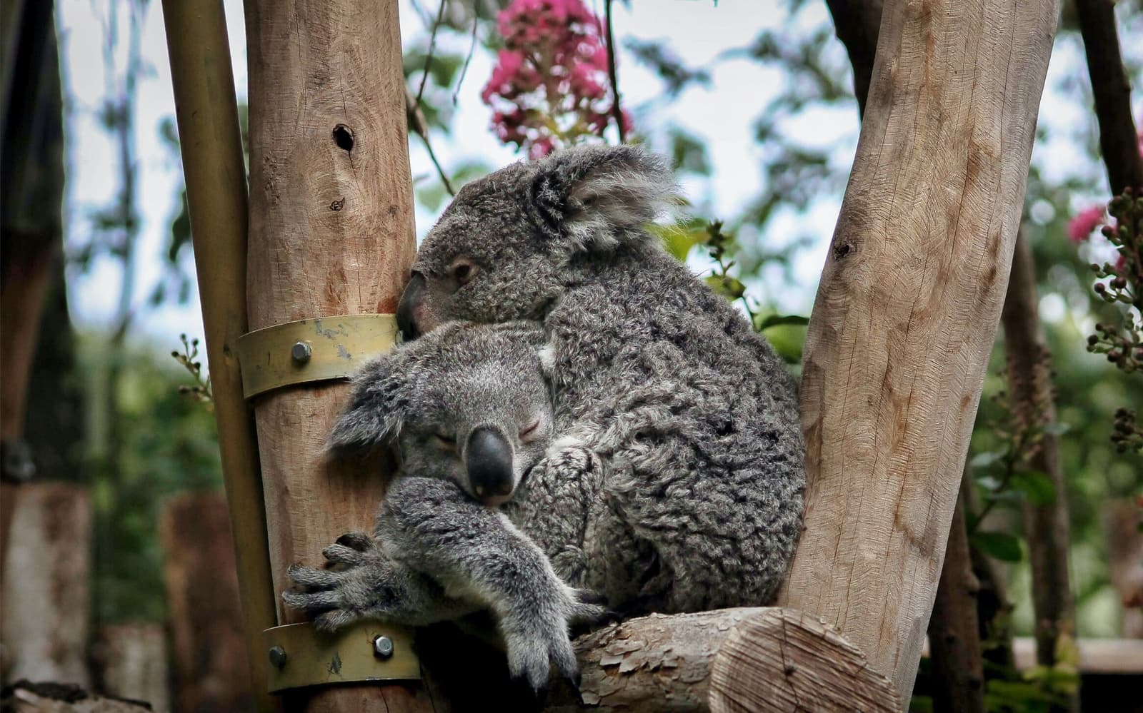 ZooParc de Beauval 1 Day Admission