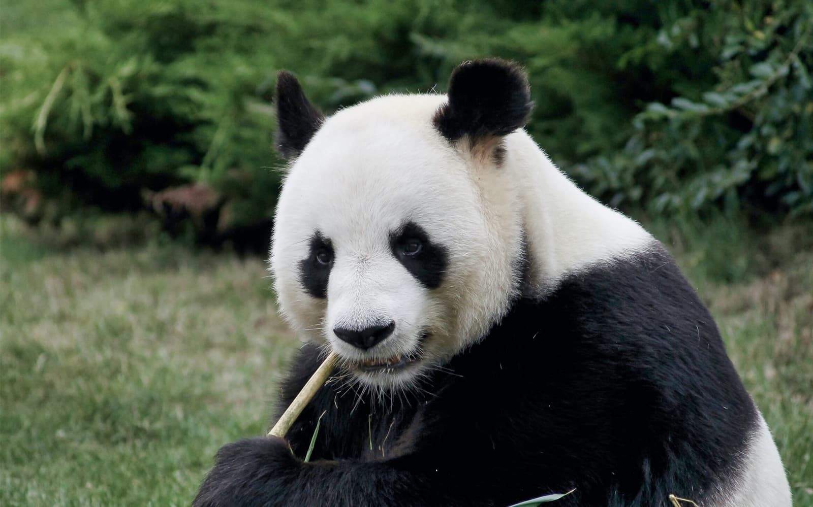 ZooParc de Beauval 2 Days Admission