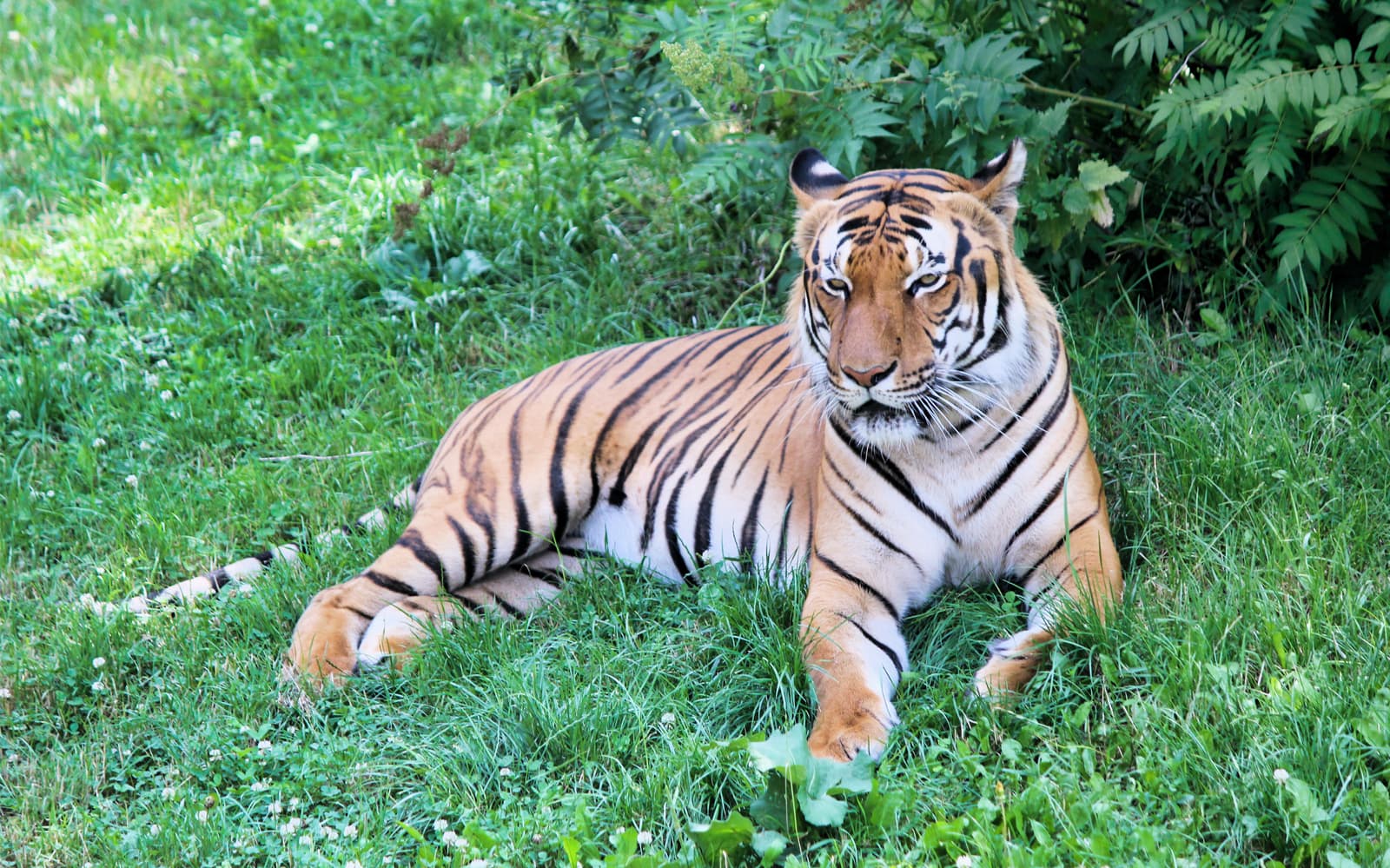ZooParc de Beauval 2 Days Admission tickets in Loire Valley - Activities | TickYourList