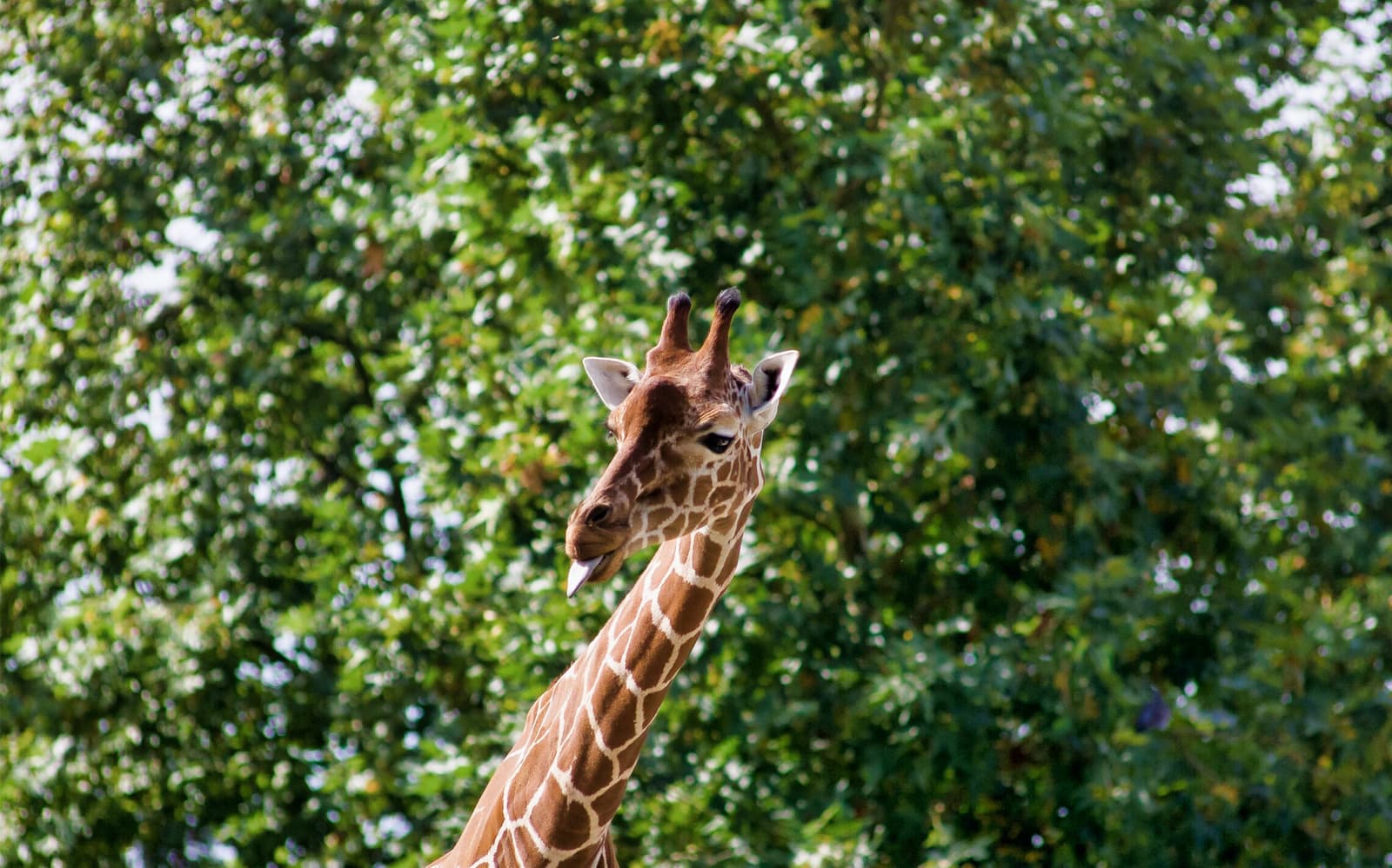 ZooParc de Beauval 2 Days Admission tickets in Loire Valley - Discover | TickYourList