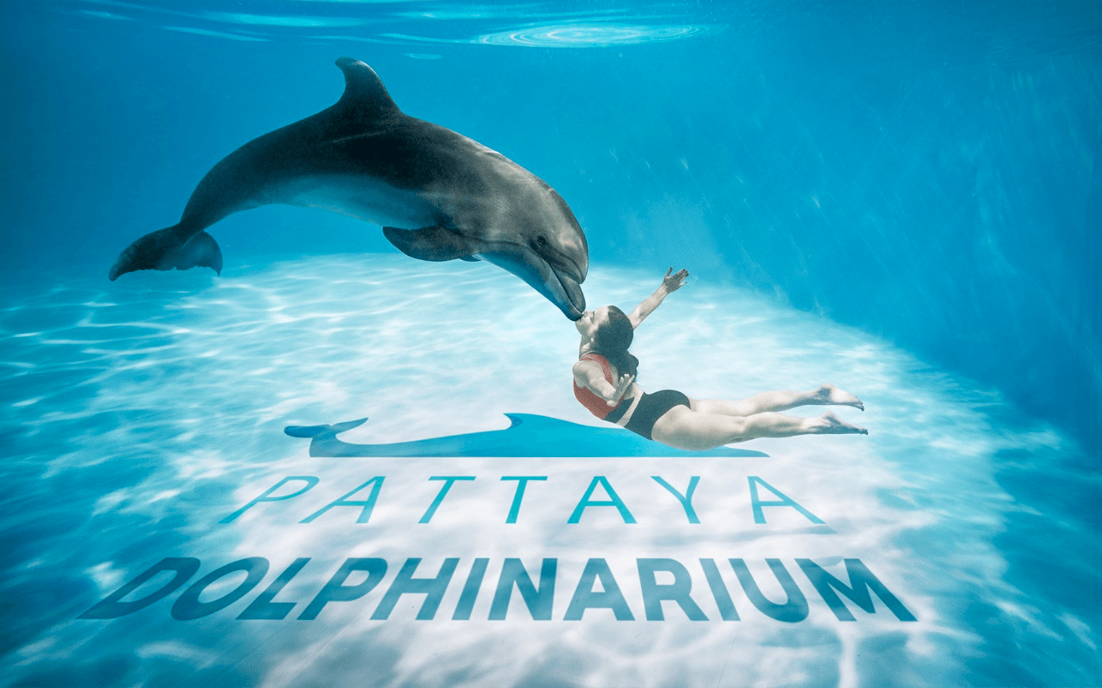 Dolphinarium Pattaya - Swim with Dolphins Experience