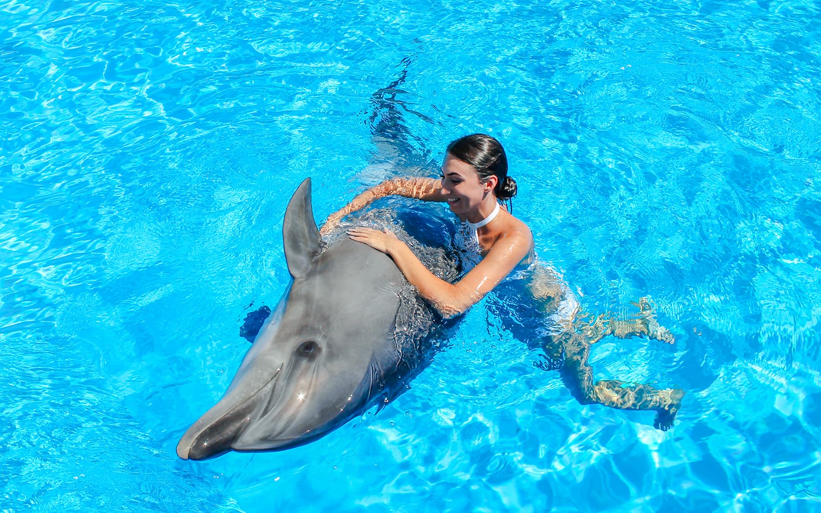 Dolphinarium Pattaya - Swim with Dolphins Experience tickets in Pattaya - Features | TickYourList