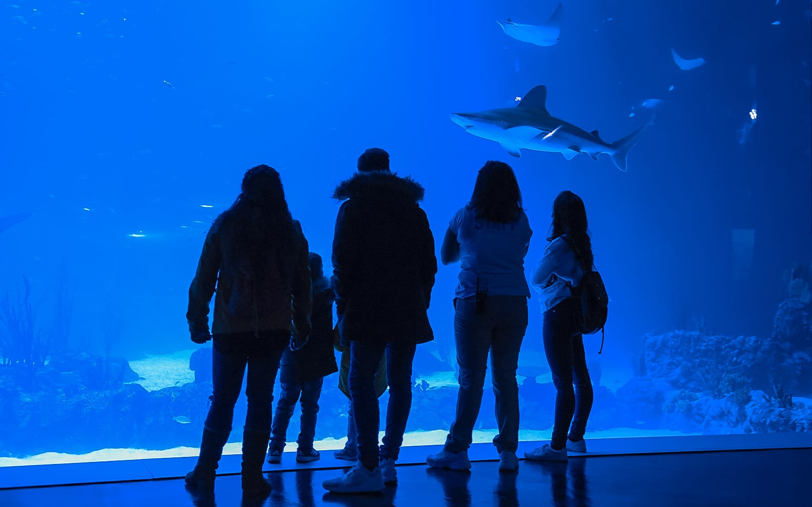 Atlantis Aquarium Madrid Tickets in Madrid - Attractions | TickYourList