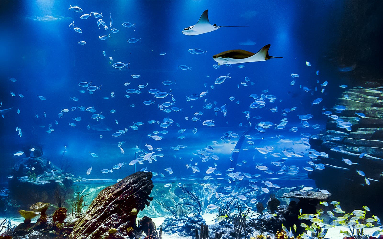 Atlantis Aquarium Madrid Tickets in Madrid - Activities | TickYourList