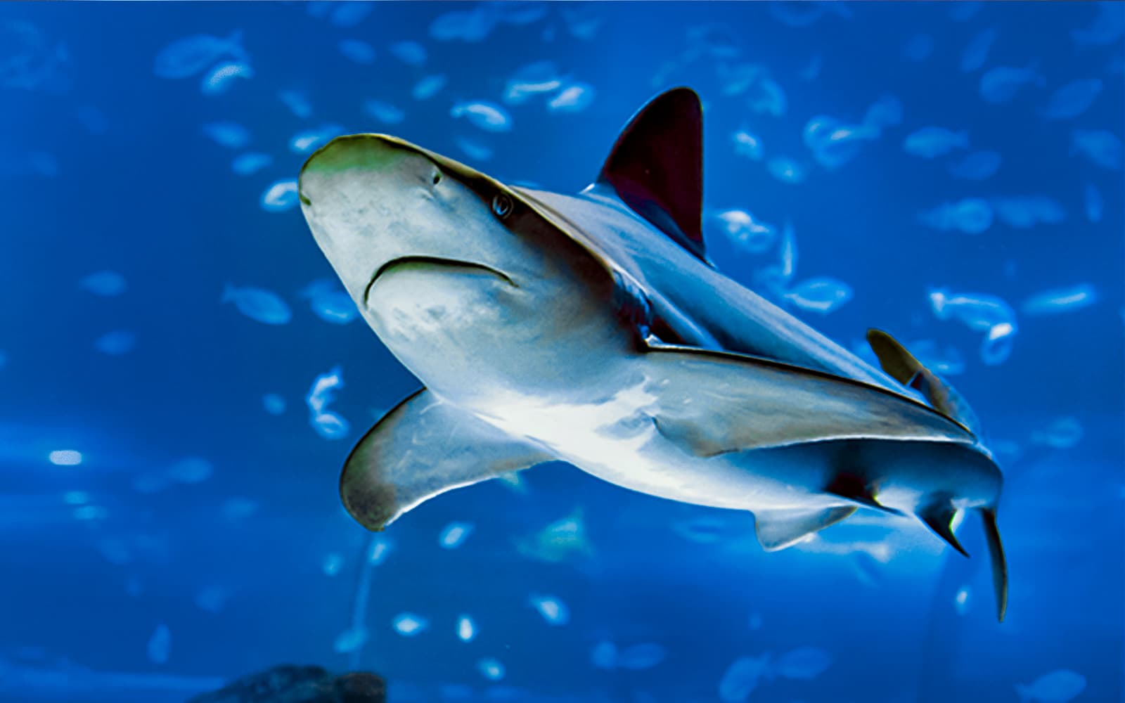 Atlantis Aquarium Madrid Tickets in Madrid - Highlights | TickYourList