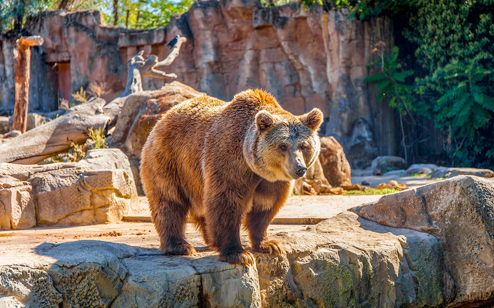 Combo (Save 4%): Madrid Zoo Aquarium + Parque de Atracciones de Madrid Tickets in Madrid - Attractions | TickYourList