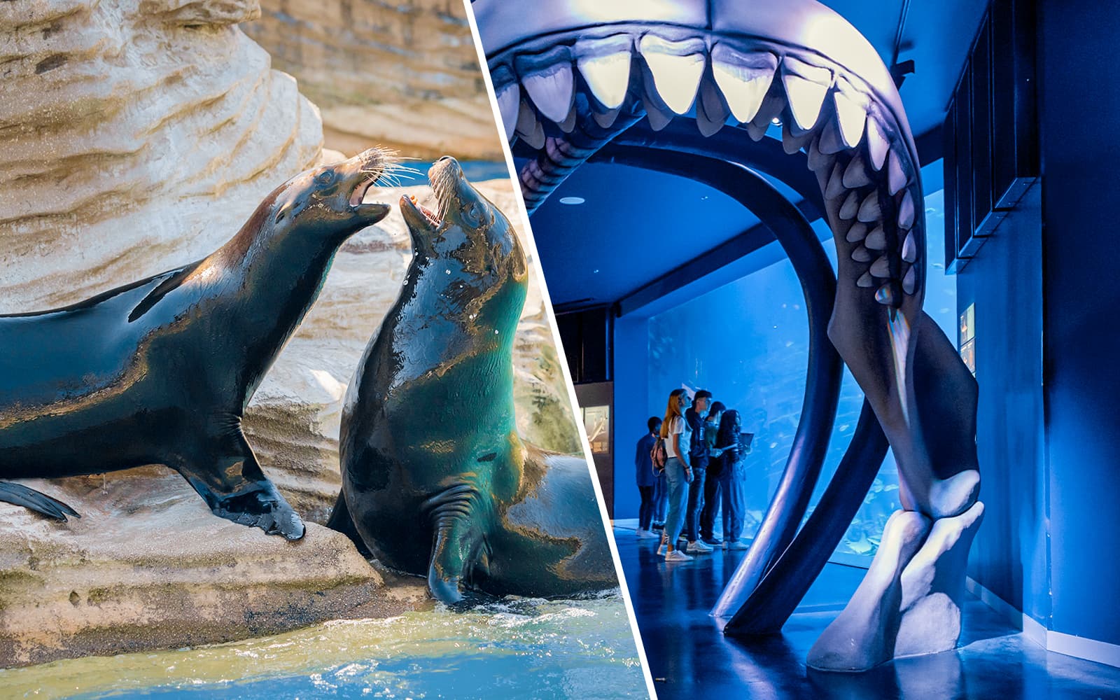 Combo (Save 5%): Madrid Zoo Aquarium + Atlantis Aquarium Tickets experience in Madrid | TickYourList