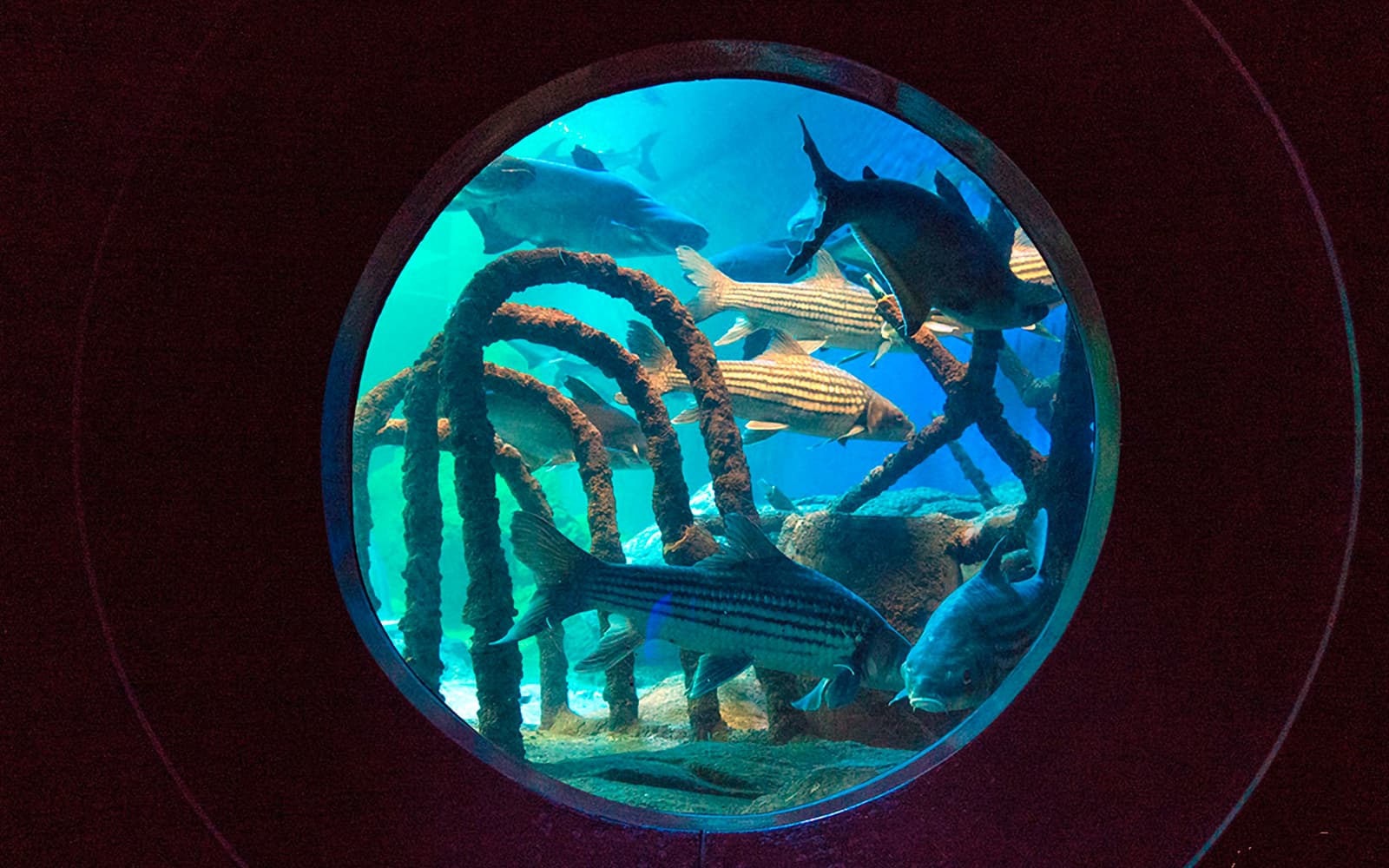 Underwater World Pattaya tickets in Pattaya - Discover | TickYourList