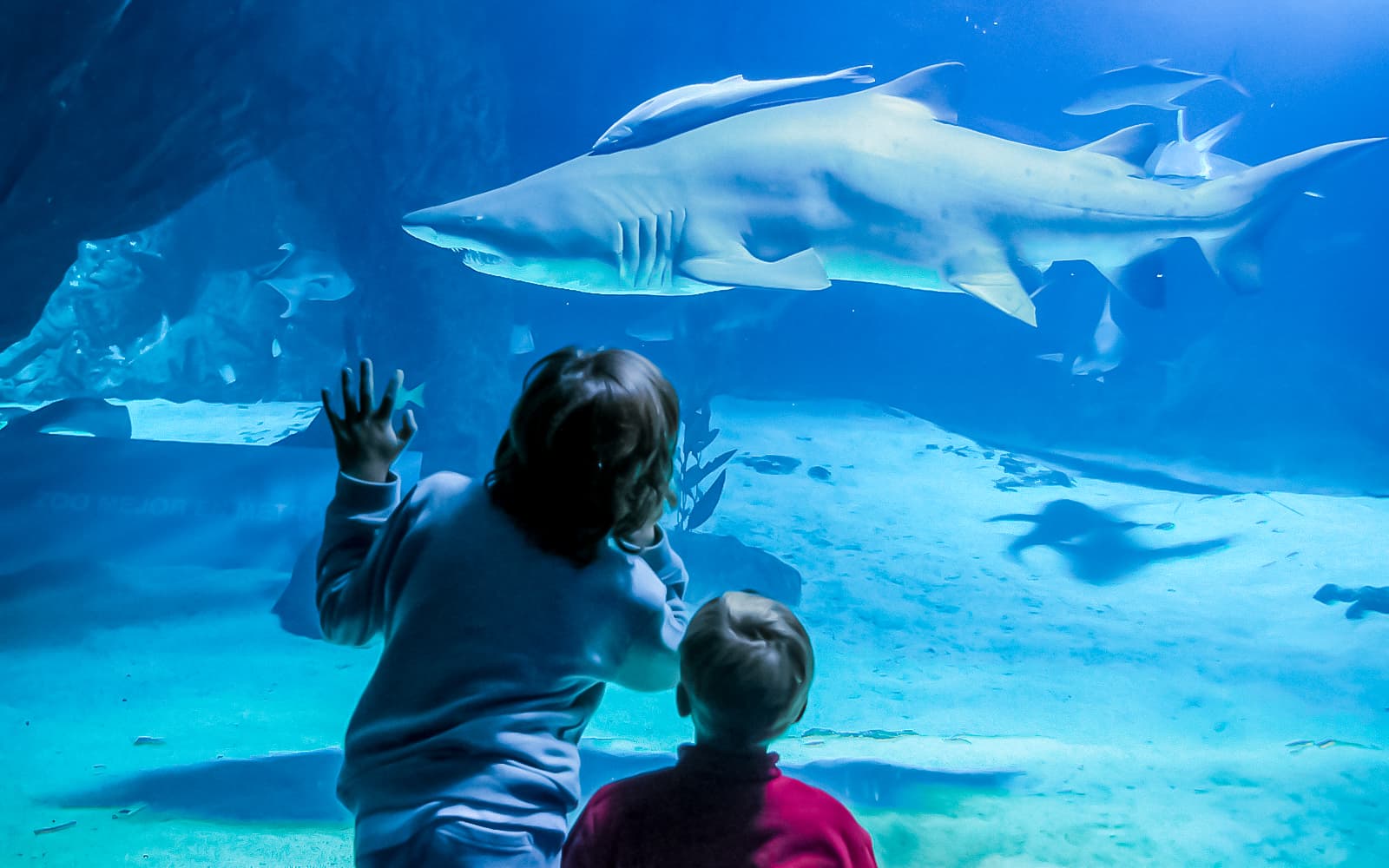 Combo (Save 8%): Madrid Zoo Aquarium Tickets + Madrid Panoramic View Bus Tour in Madrid - Activities | TickYourList