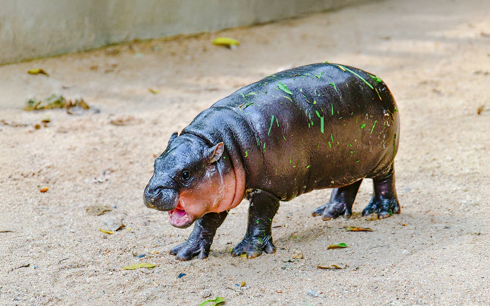 Tickets to Khao Kheow Open Zoo in Pattaya - Highlights | TickYourList