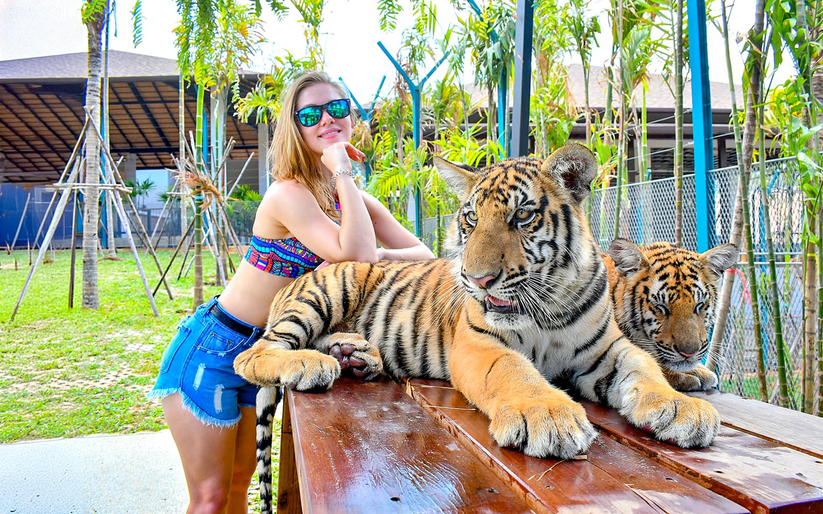 Tiger Park Tickets with Tiger Play Packages: Non-Thai Residents in Pattaya - Highlights | TickYourList