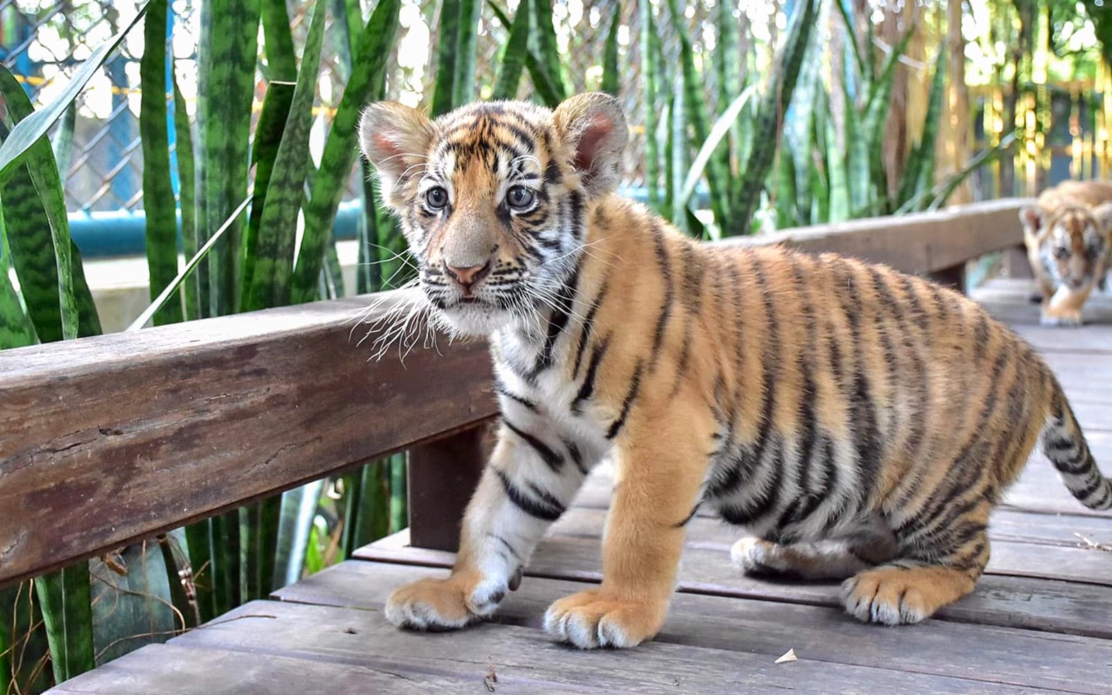 Tiger Park Tickets: Non-Thai Residents in Pattaya - Highlights | TickYourList