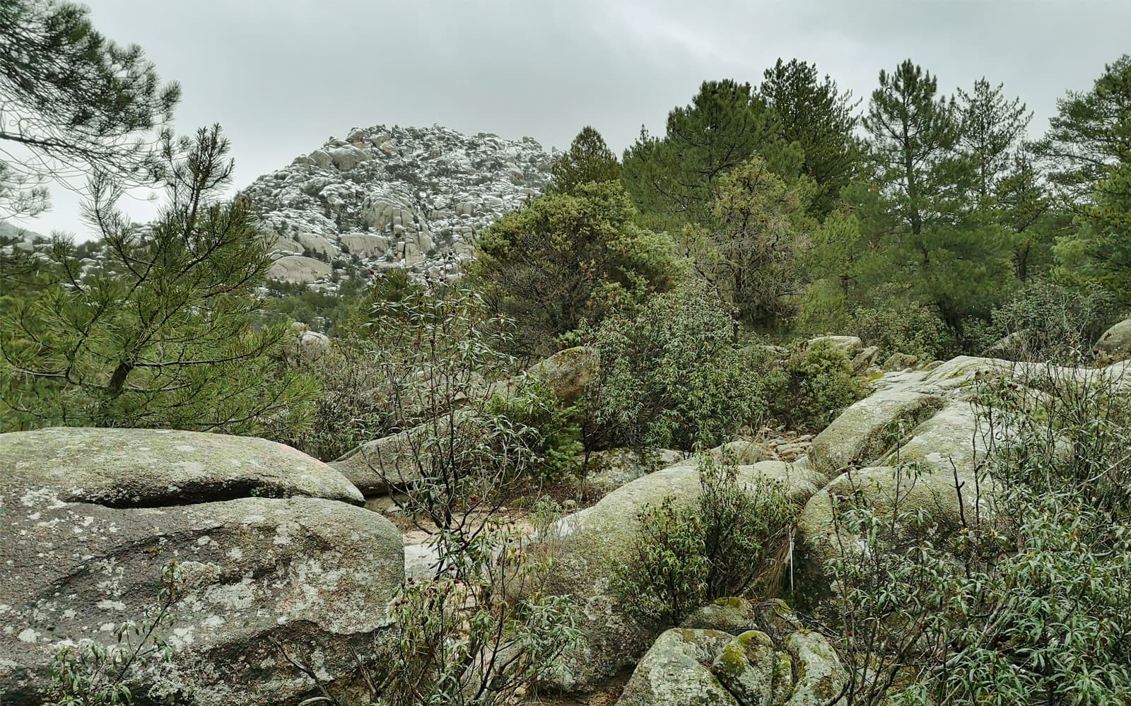 Day Trip to Guadarrama National Park tickets in Madrid - Activities | TickYourList
