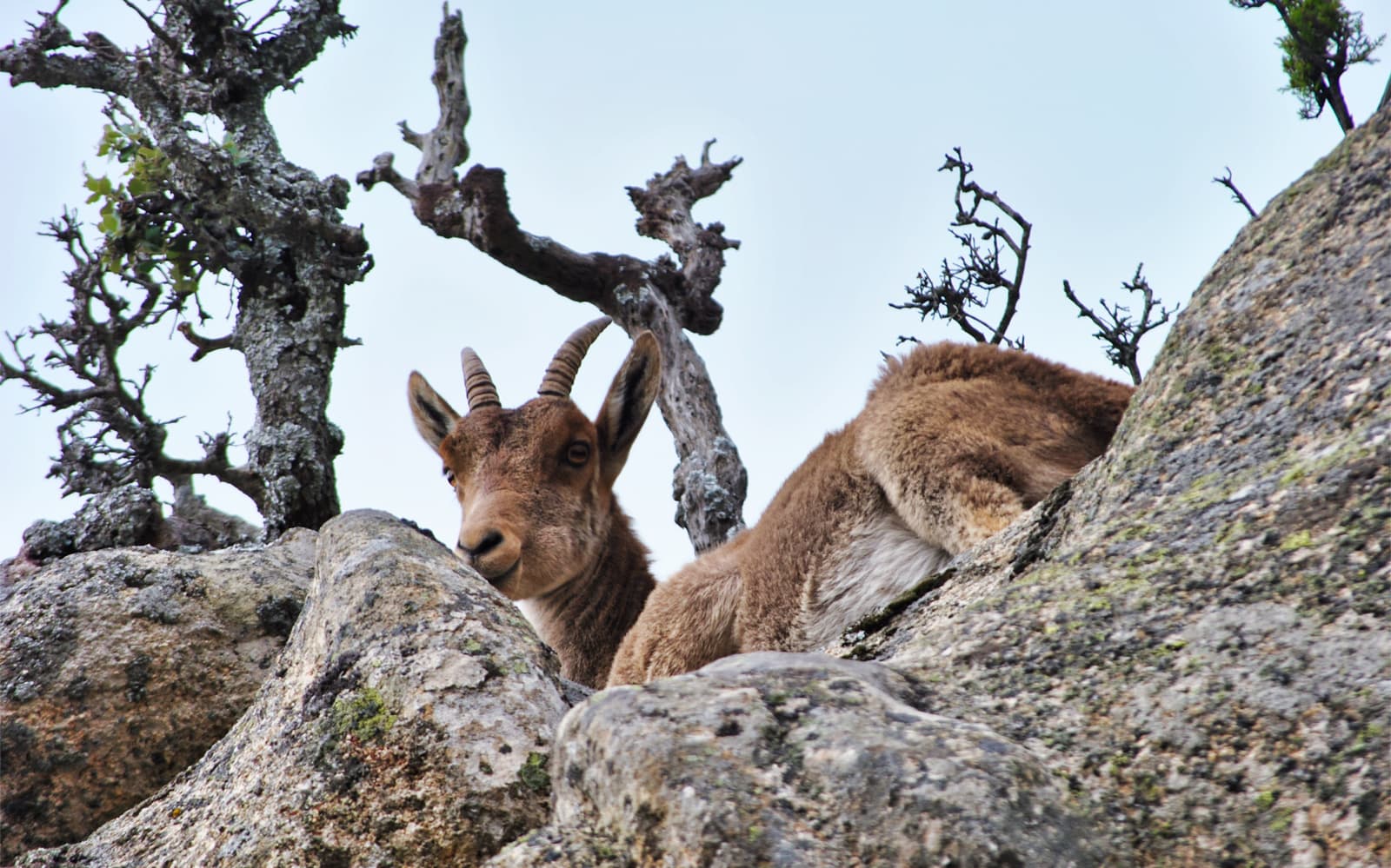 Guadarrama National Park Hike in Madrid with Transfers tickets in Madrid - Activities | TickYourList