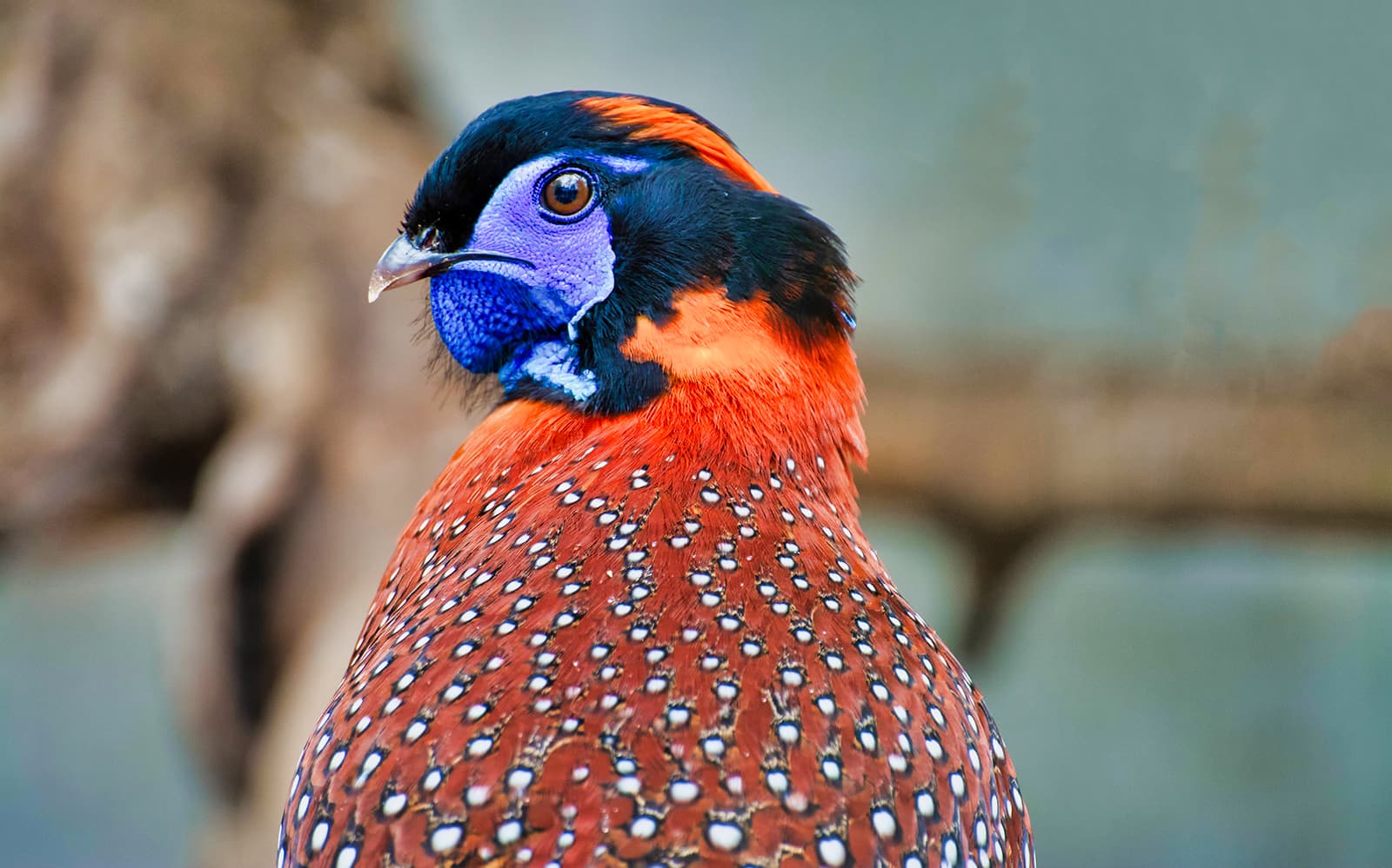 Skip-the-Line Tickets to Zoo Koki