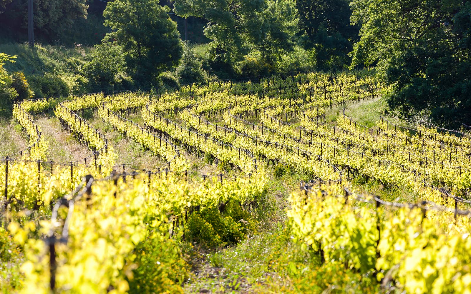 From Marseille: Full-Day Tour of Provence tickets in Provence - Features | TickYourList