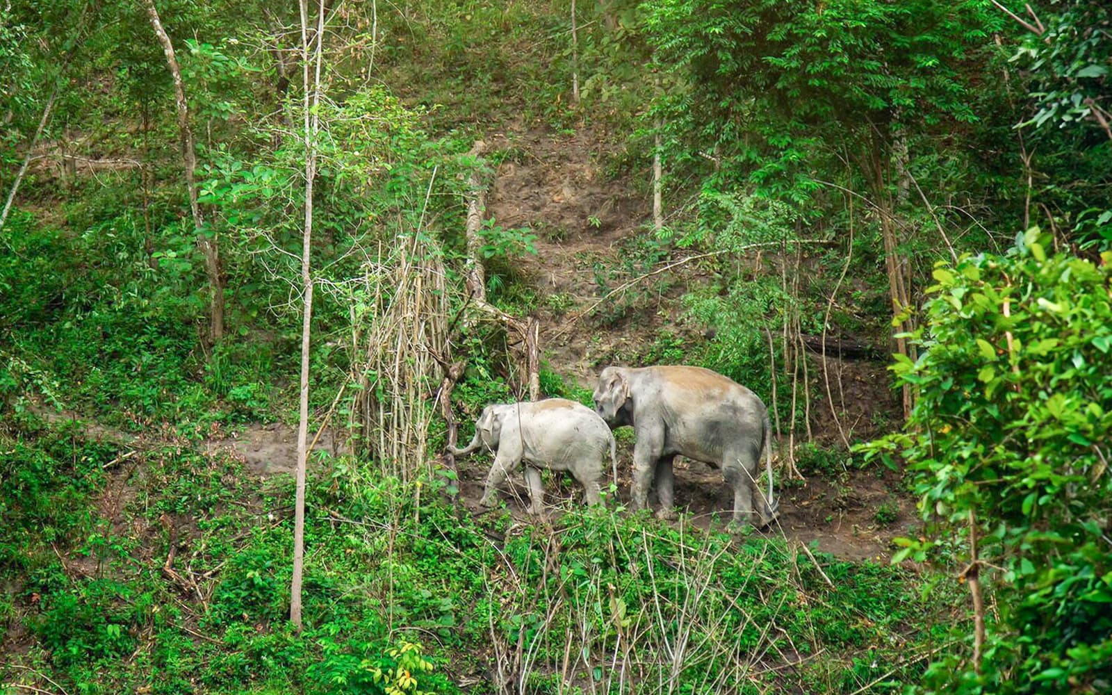 Elephant Jungle Sanctuary Experience in Chiang Mai tickets in Chiang Mai - Attractions | TickYourList
