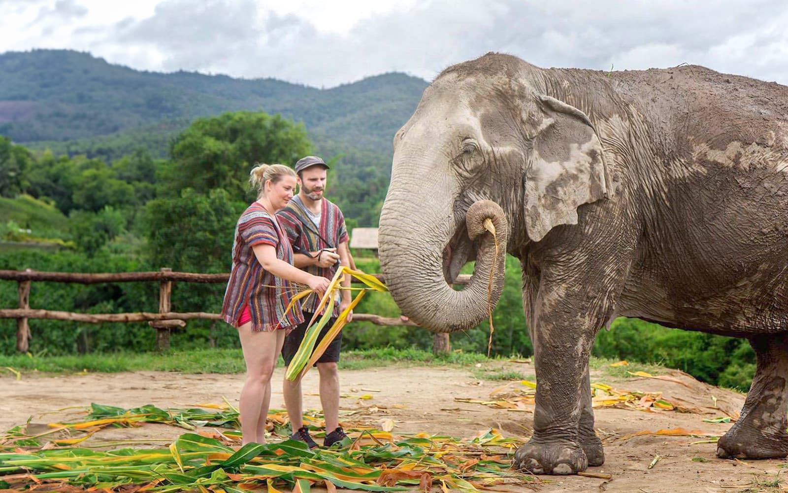 Elephant Jungle Sanctuary Experience in Chiang Mai tickets in Chiang Mai - Activities | TickYourList