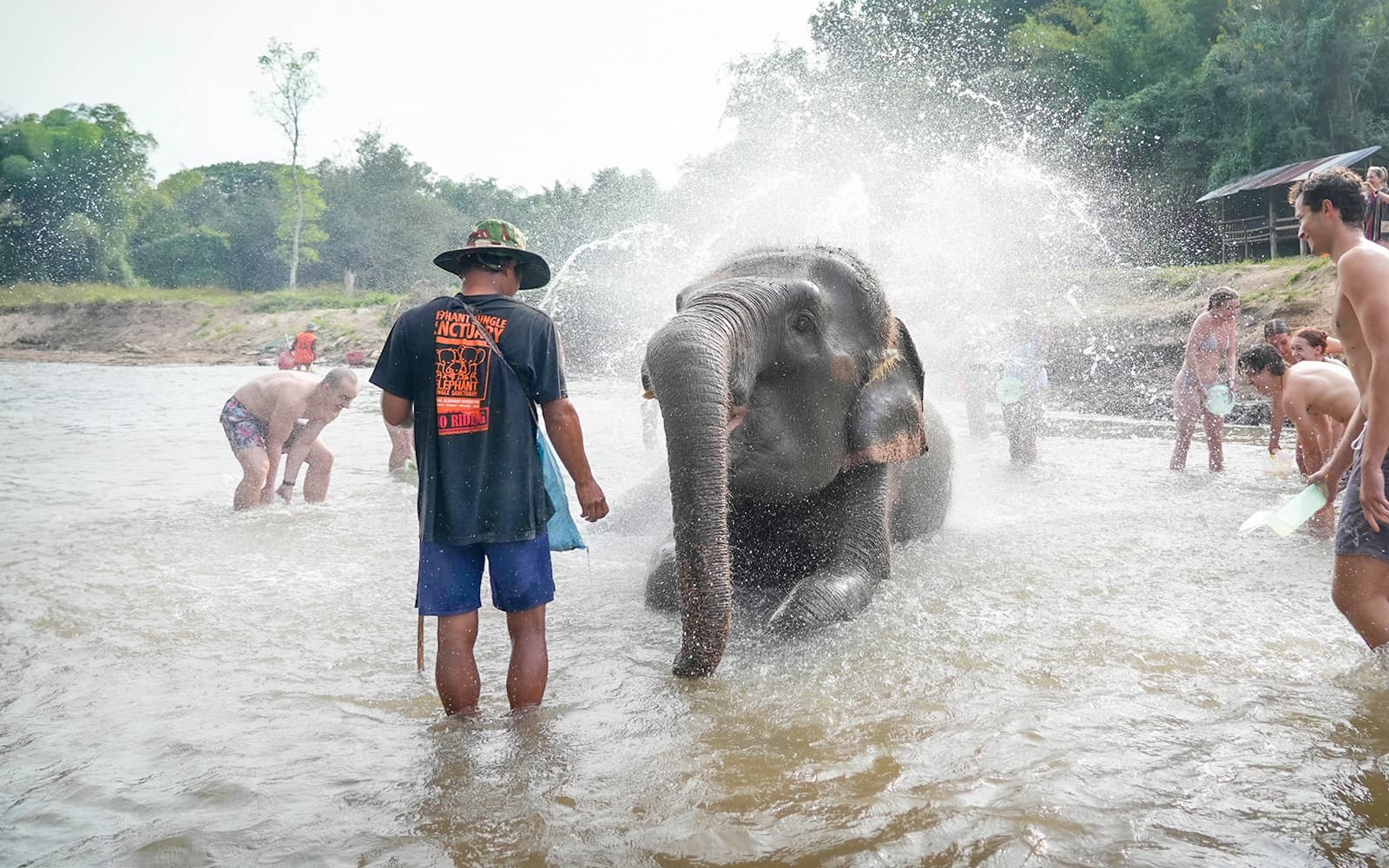 Elephant Jungle Sanctuary Experience in Chiang Mai tickets in Chiang Mai - Highlights | TickYourList
