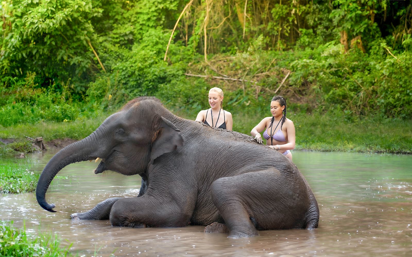 Elephant Jungle Sanctuary Experience in Chiang Mai tickets in Chiang Mai - Features | TickYourList